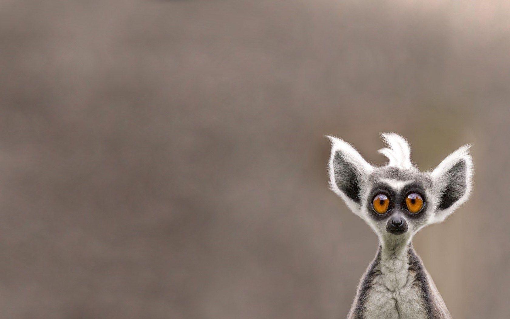 Lemur HD Wallpapers