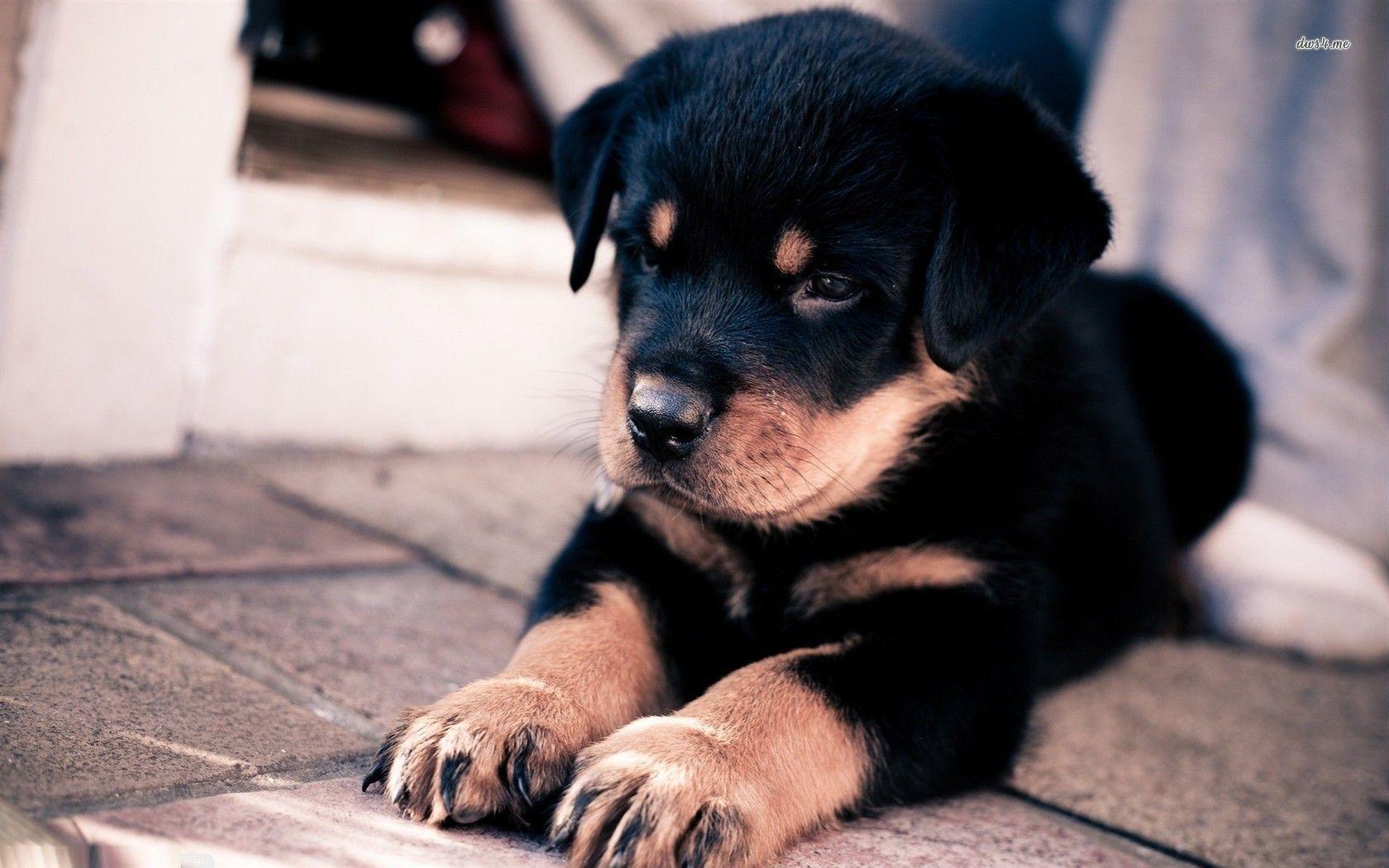 Rottweiler puppy wallpapers