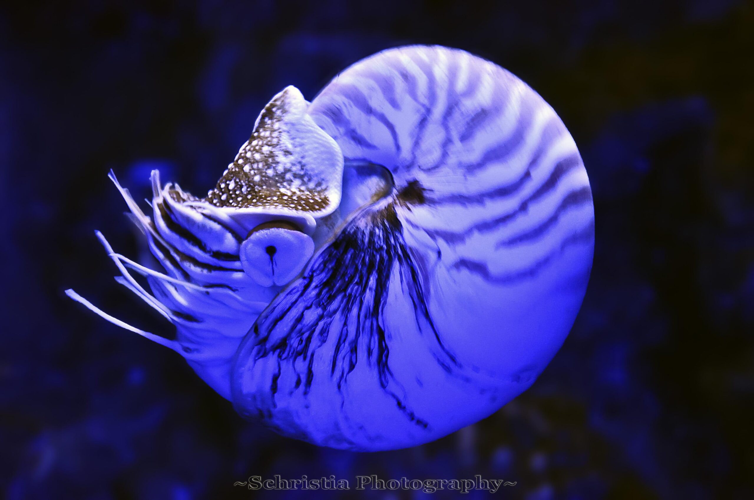 Under water photography of blue squid, nautilus HD wallpapers