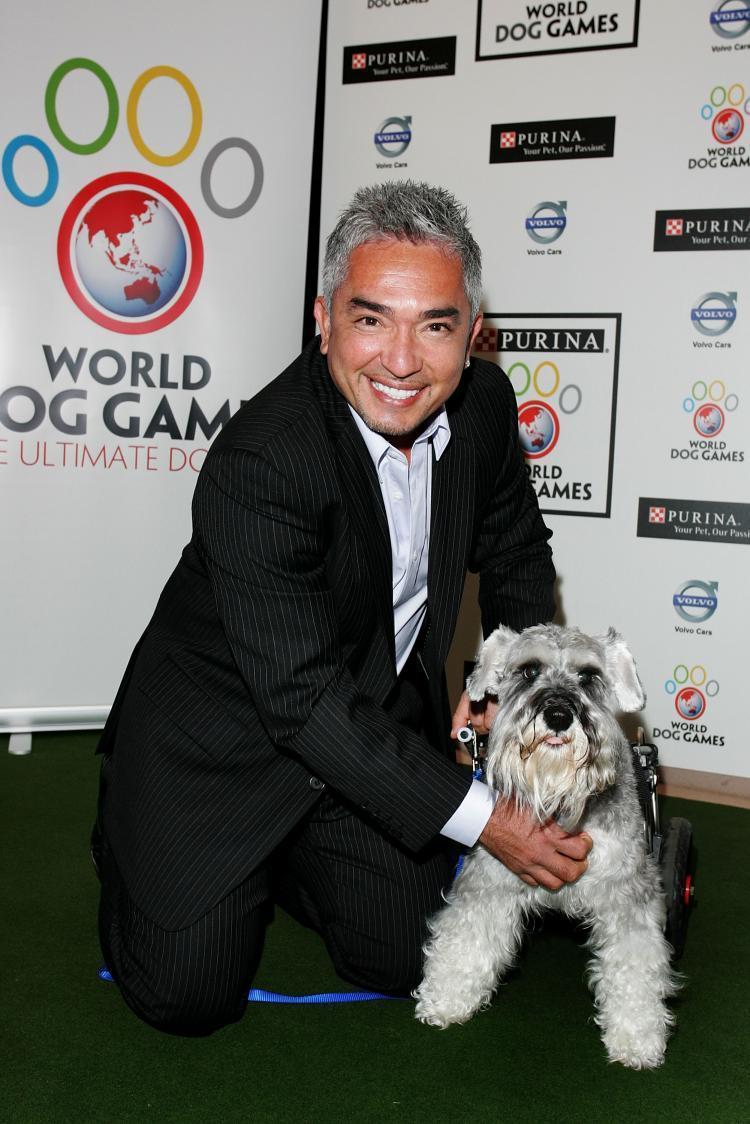 Cesar Millan image Cesar HD wallpapers and backgrounds photos