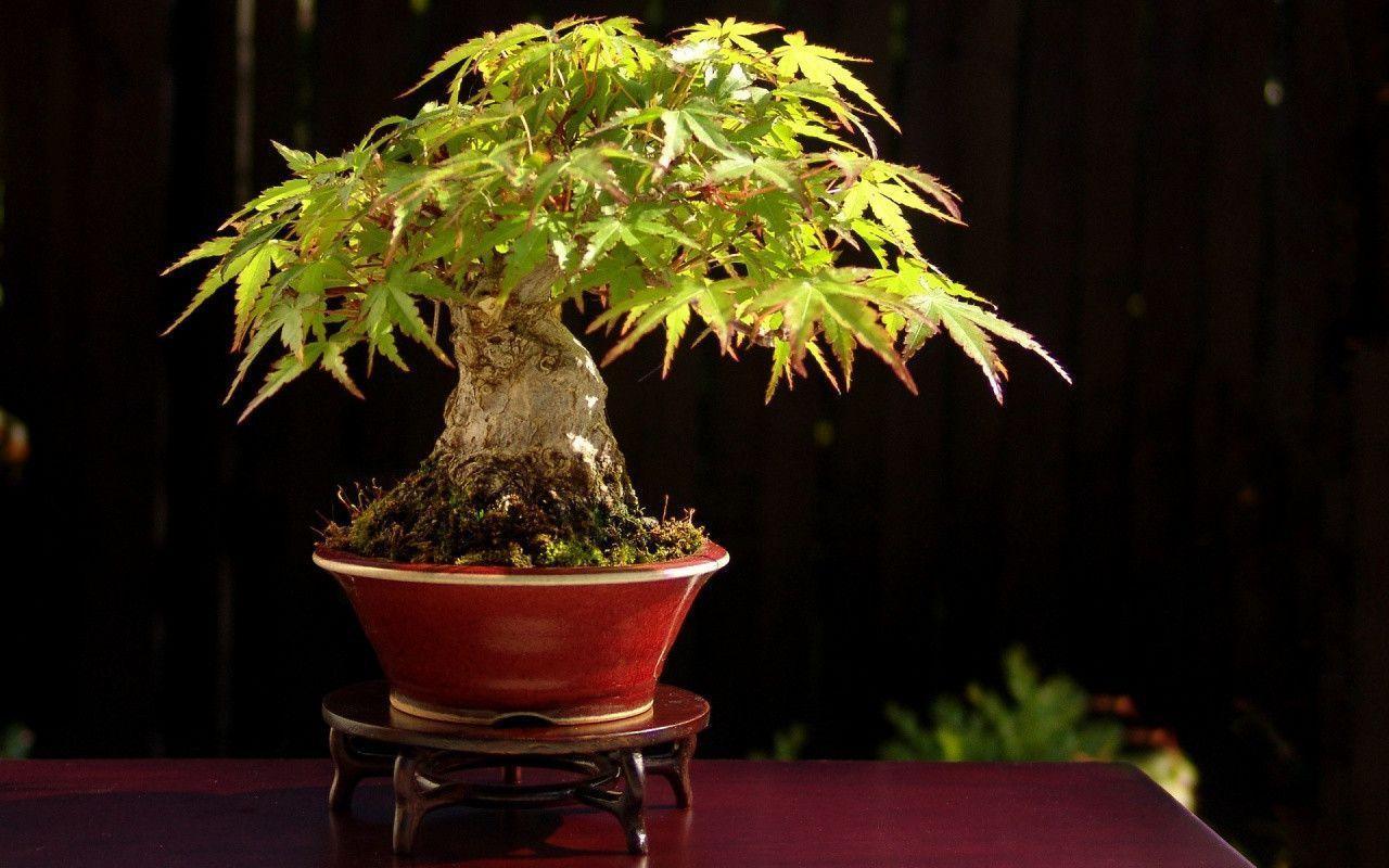 Bonsai Tree Wallpapers : Cool Bonsai Tree Wallpapers In X Resolution