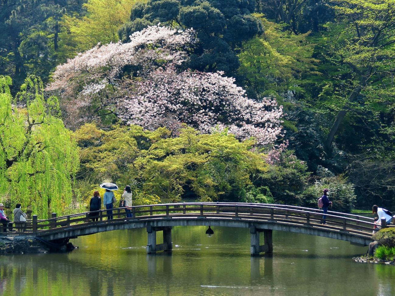 Locals don’t even know!? 5 Ways to Enjoy Shinjuku Gyoen