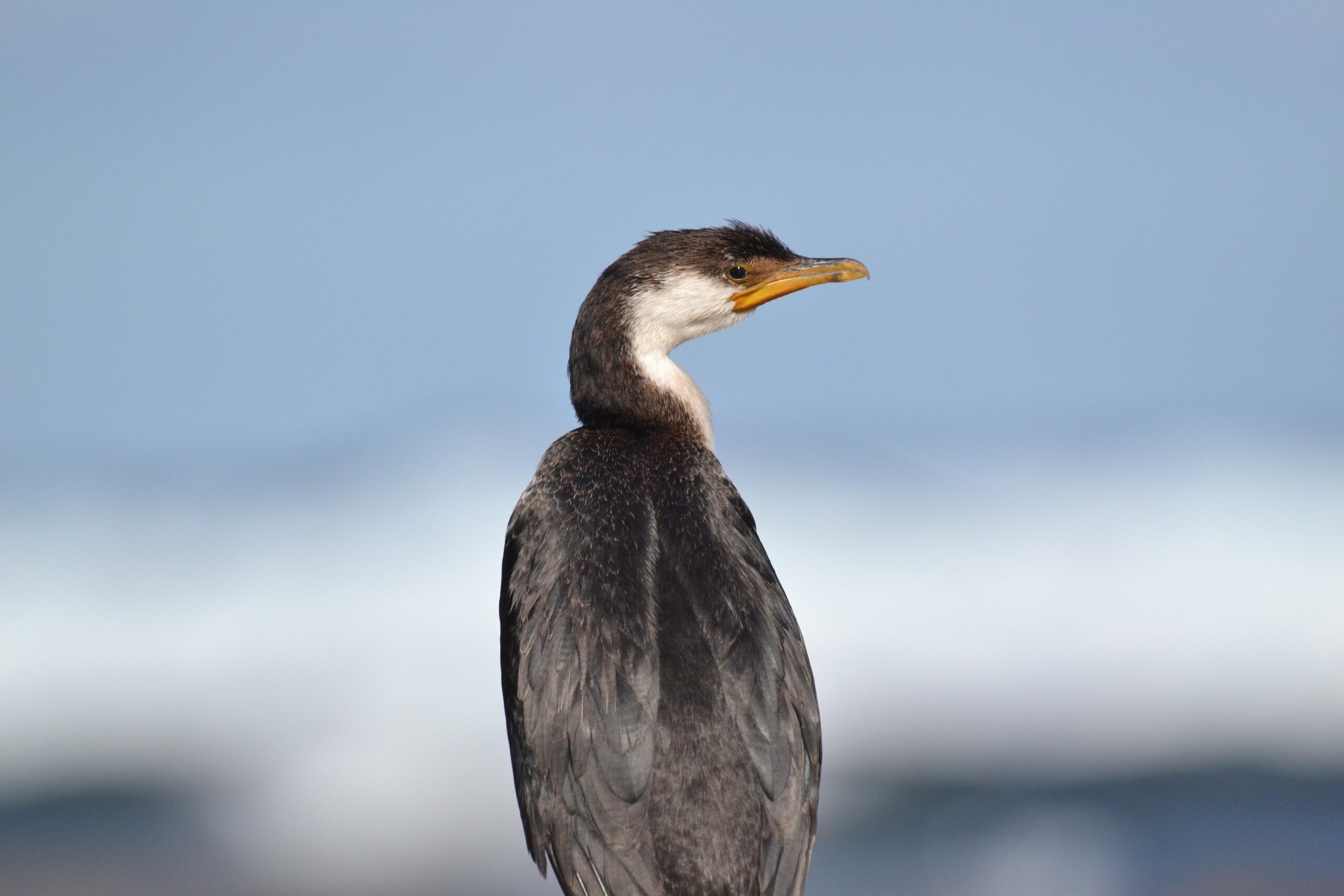 Cormorant Pictures