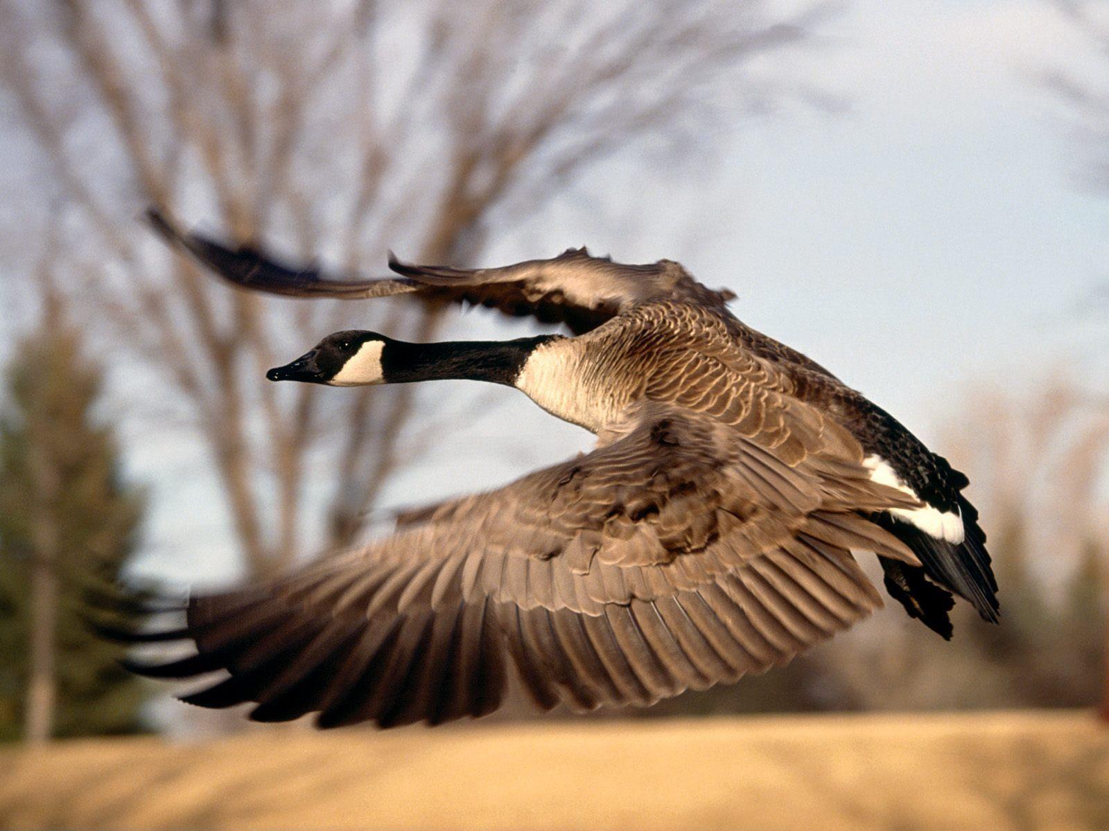 goose Wallpapers and Backgrounds