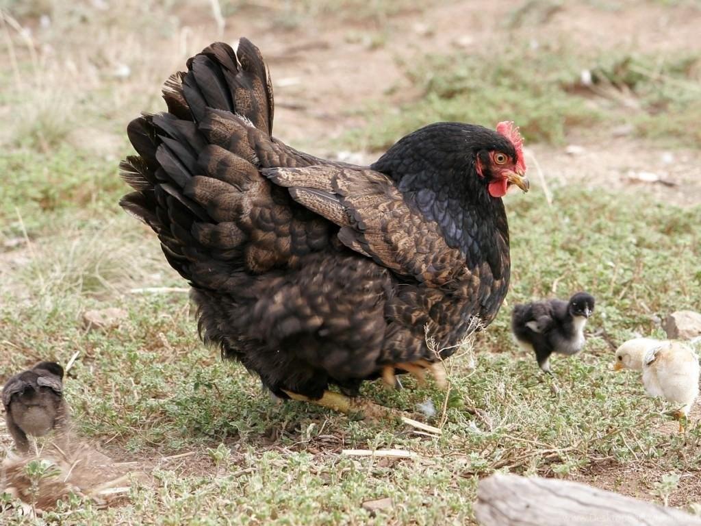 Free Wallpapers Mother Hen Chicken With Chicks Desktop Backgrounds