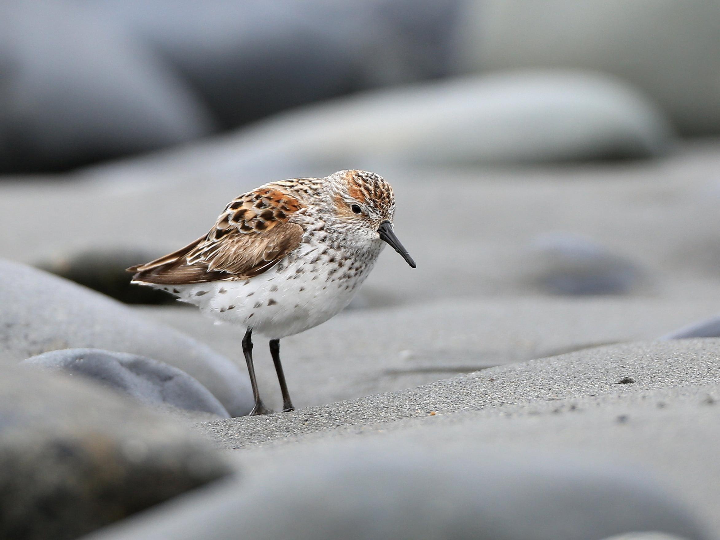 Close up photo of white and brown sea bird, western