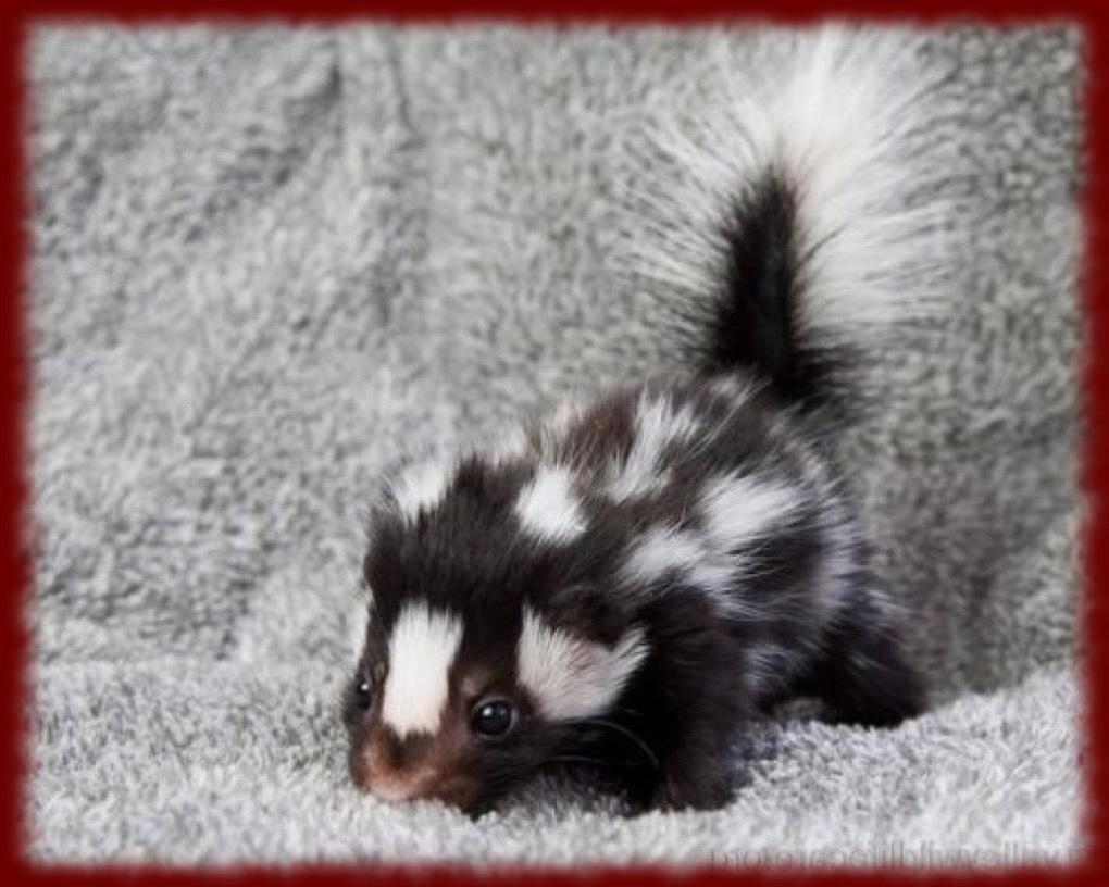 Cute Skunks wallpapers for Android