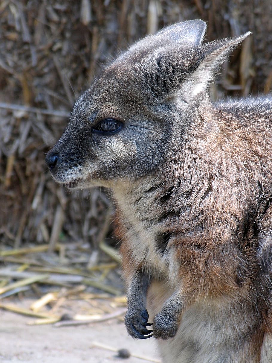 Wallaroos 1080P, 2K, 4K, 5K HD wallpapers free download