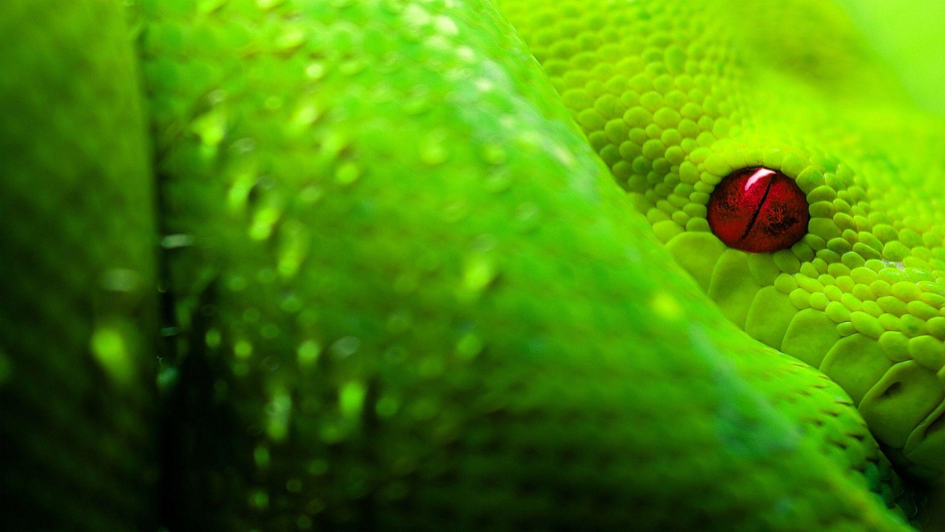 1080p Boa Snake Wallpapers, 41 1080p Boa Snake HD Wallpapers