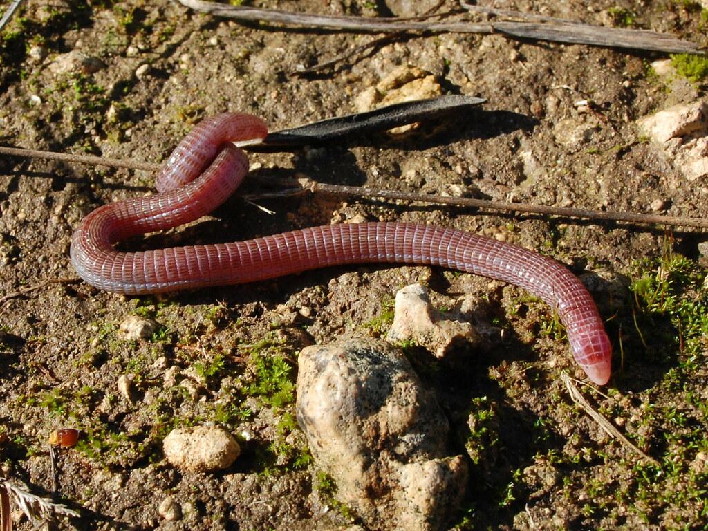 Iberian Worm Lizard