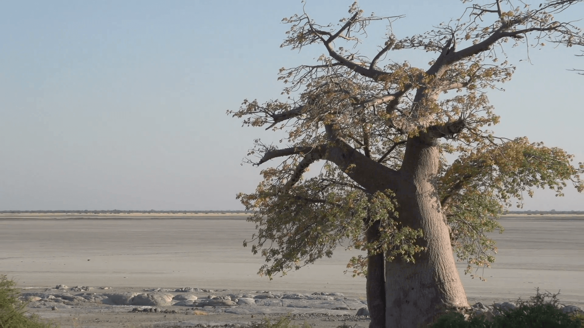 Zoom out on Baobab trees with Makgadikgadi Pans in the backgrounds