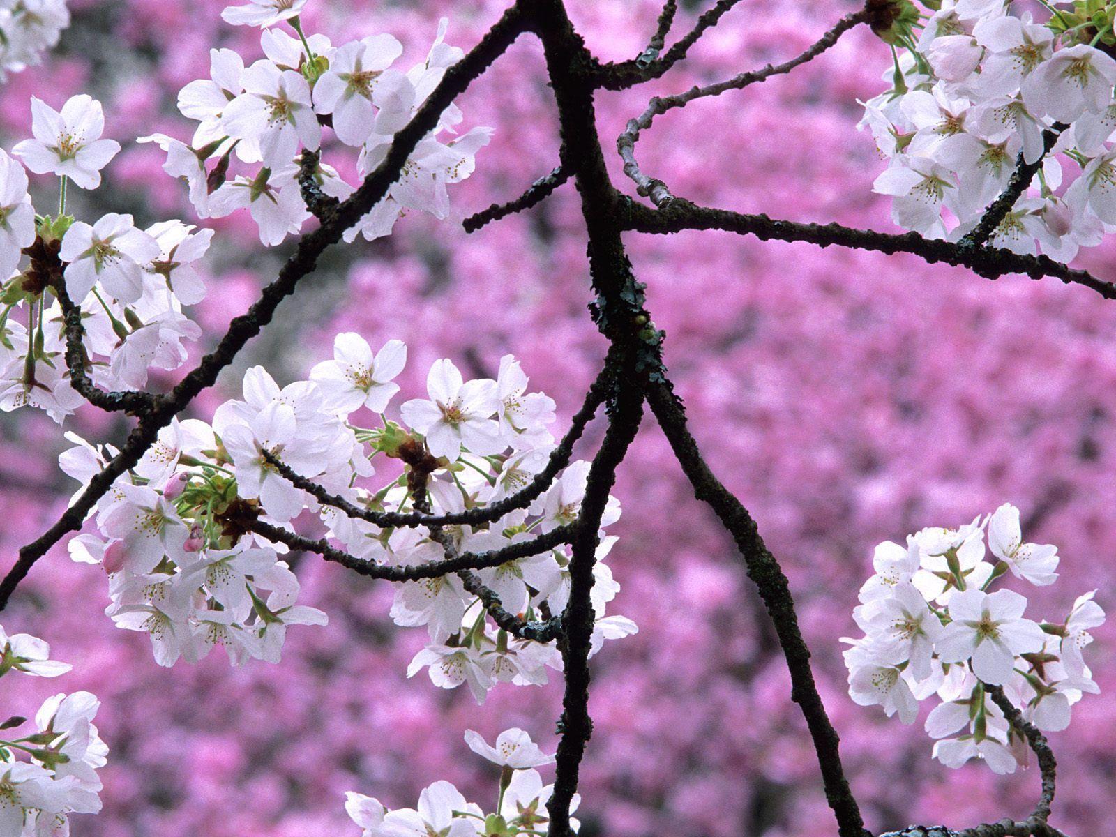 Sakura flower wallpapers hd with blossom tree