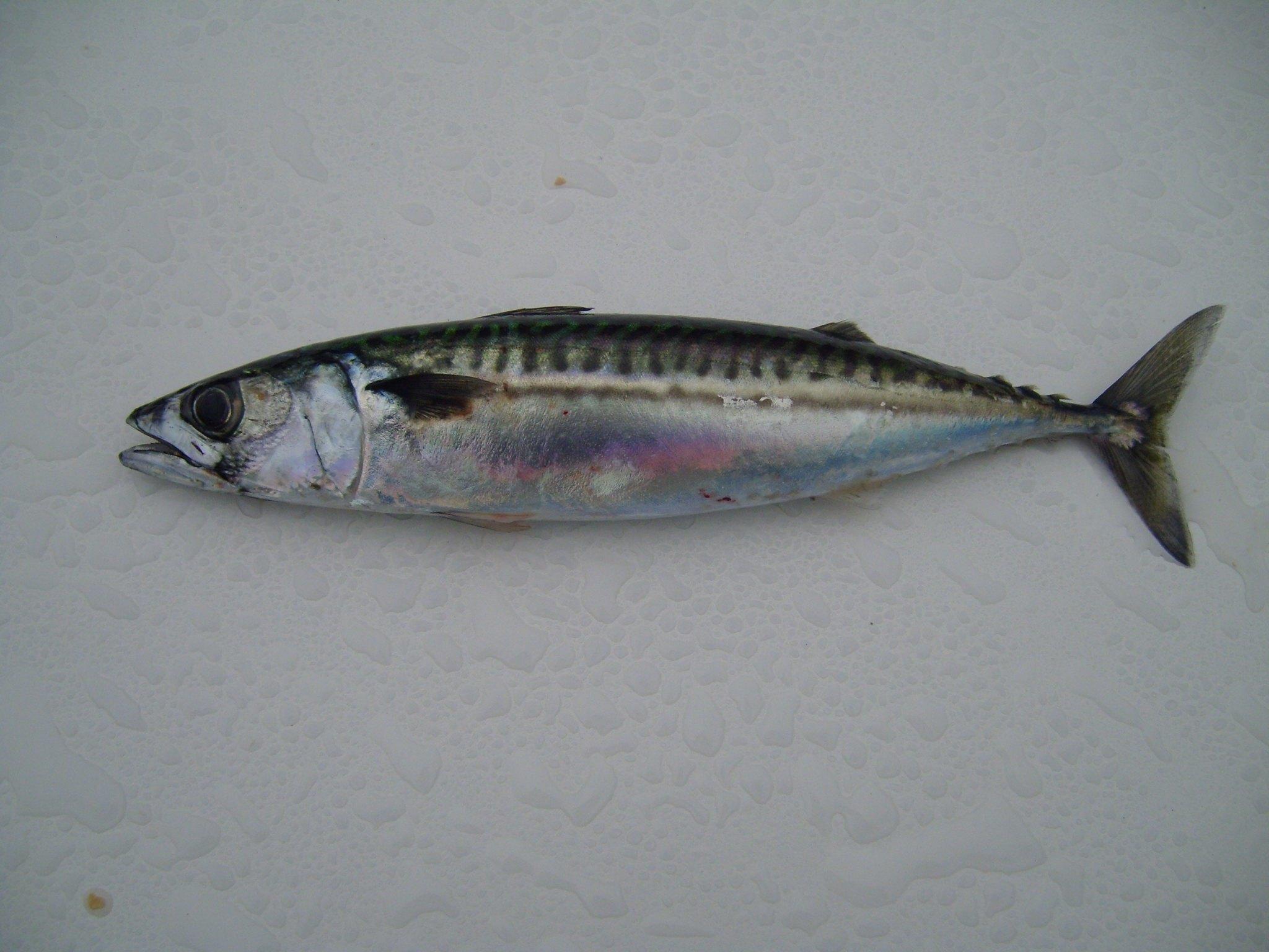 File:Atlantic mackerel fish