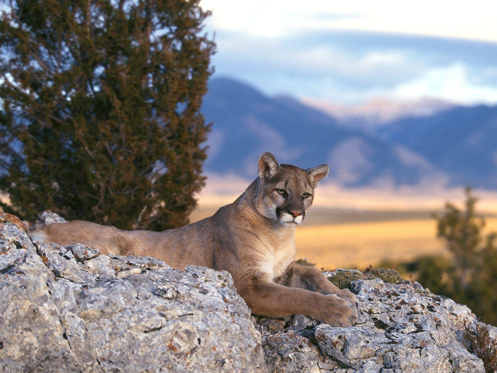 Mountain Lion Wallpapers