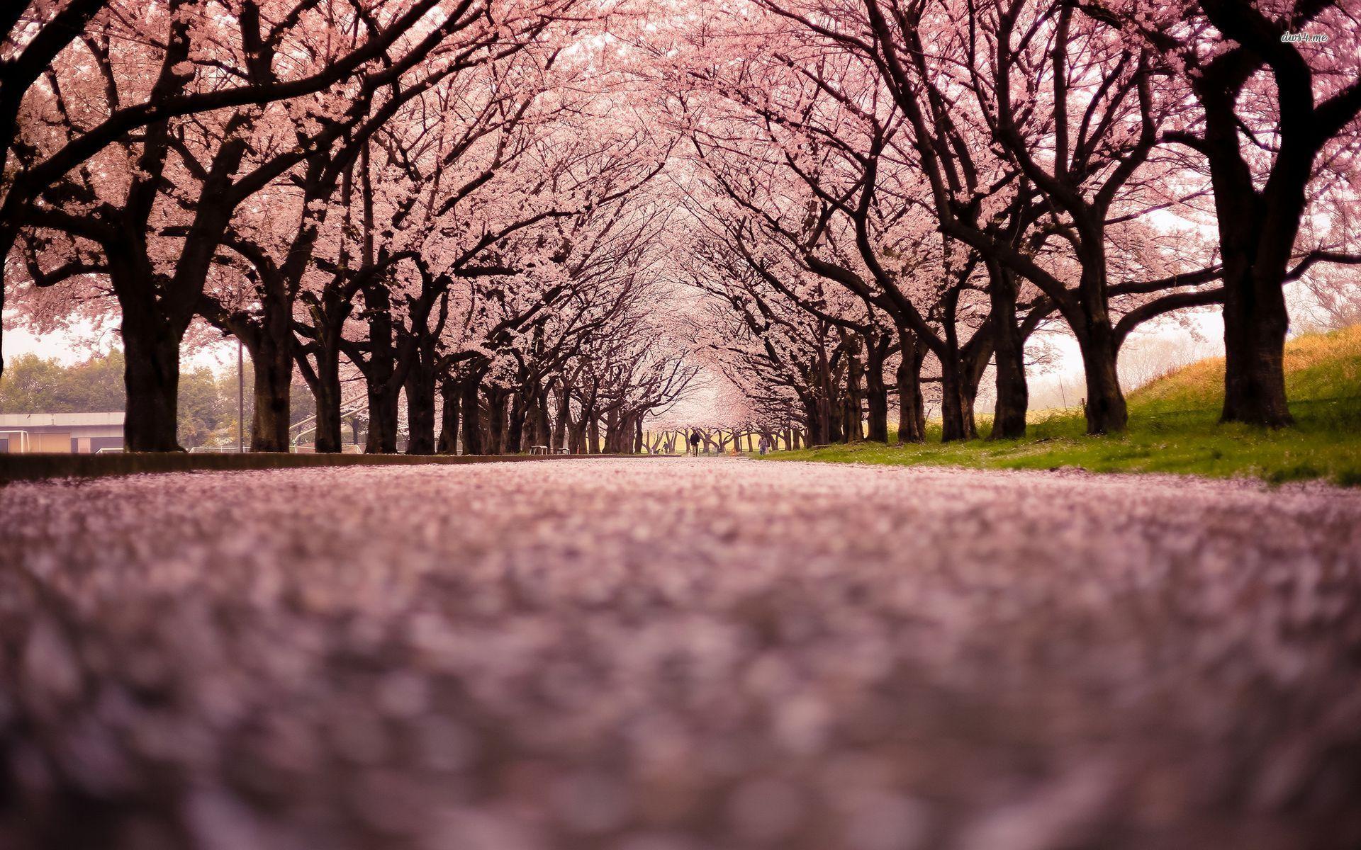 Cherry Blossom Tree 16 HD Wallpapers