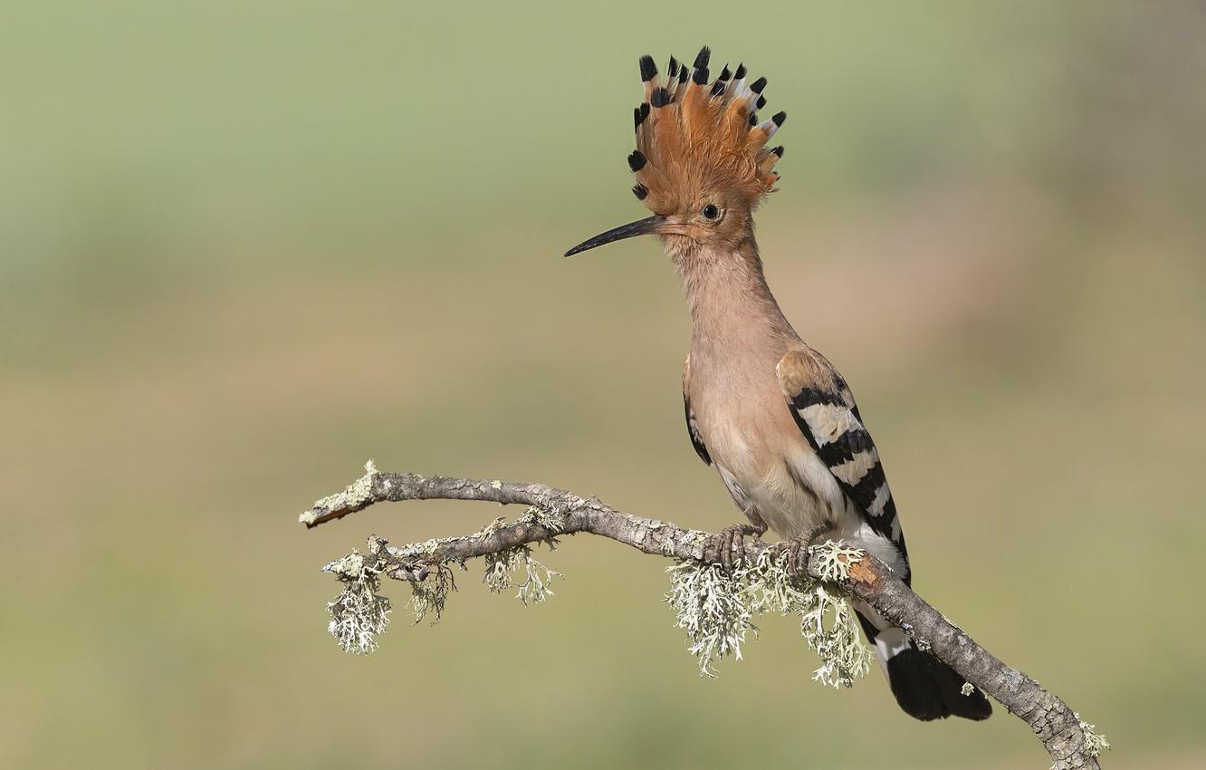 Wallpapers background, bird, hoopoe image for desktop