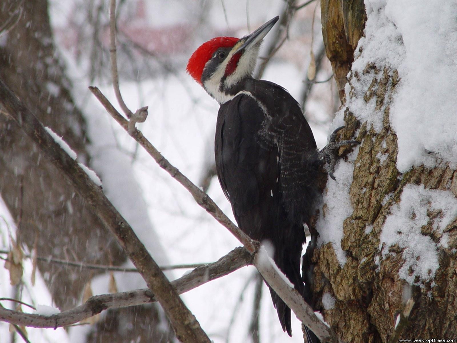 Woodpecker Wallpapers 6