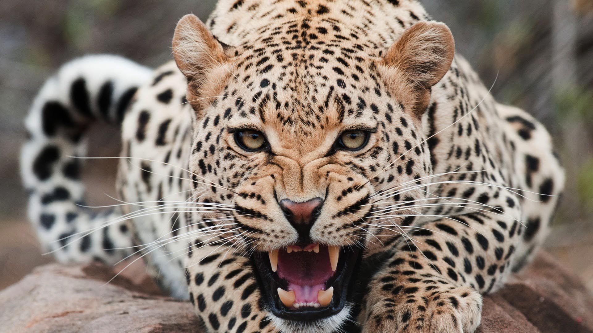 leopard image