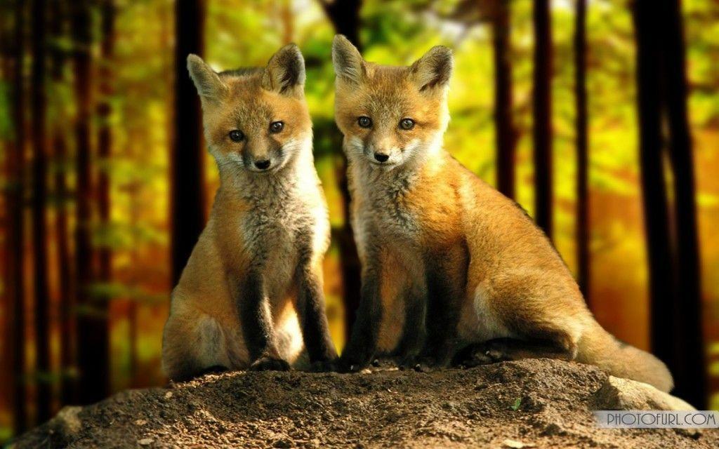 Pix For > Cute Baby Fox Wallpapers