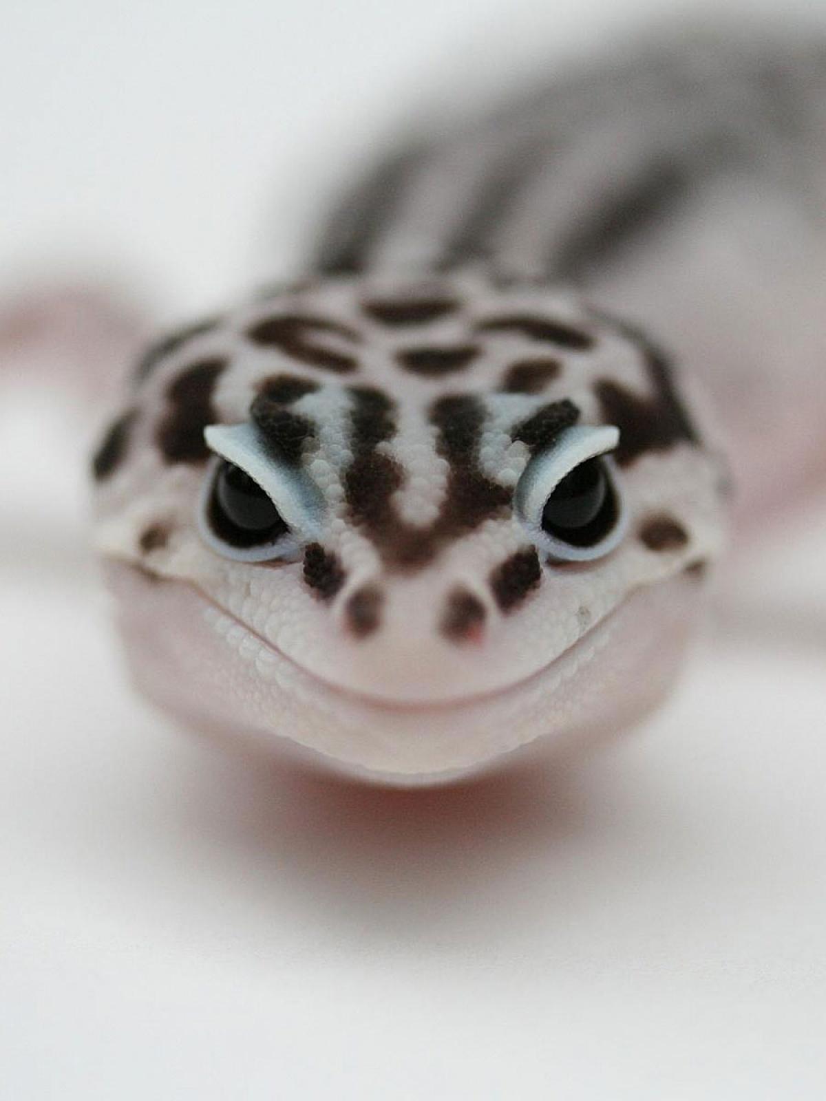 Leopard Gecko Mobile Wallpapers