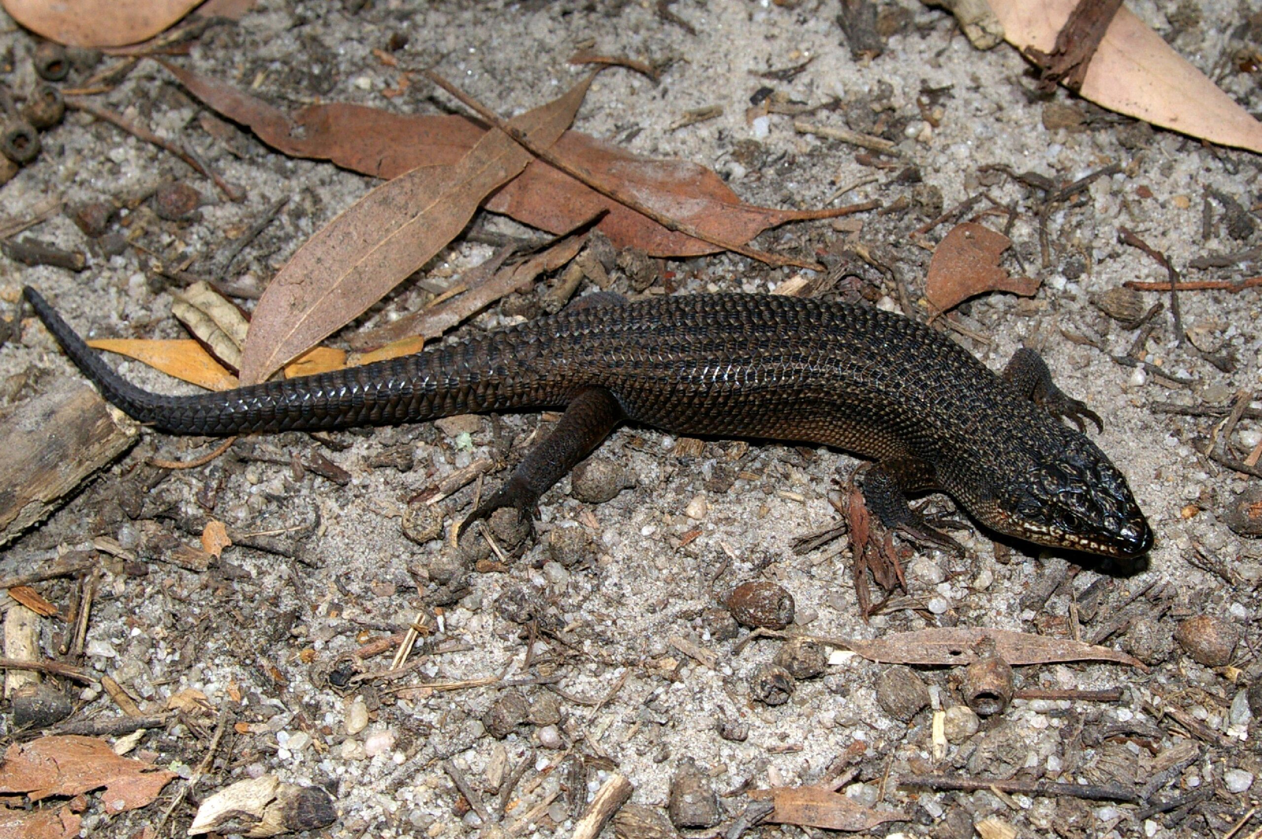 Gippsland: The Skink’s Domain