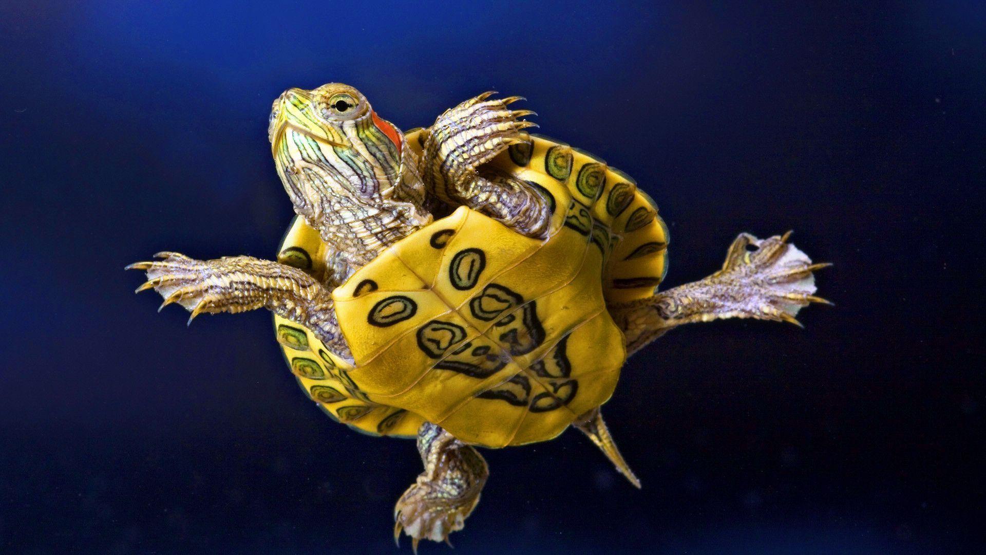 Turtle Wallpapers 4660 ~ HDWallSource