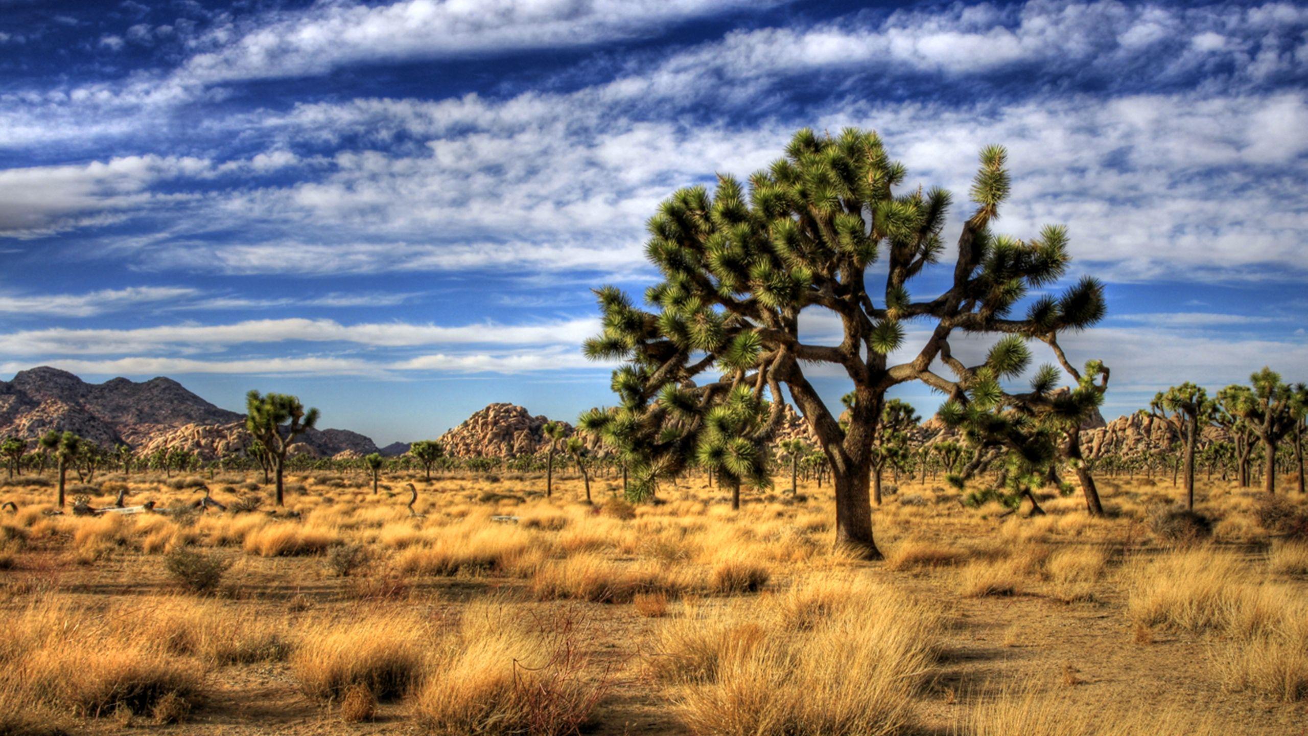 Joshua Tree National Park