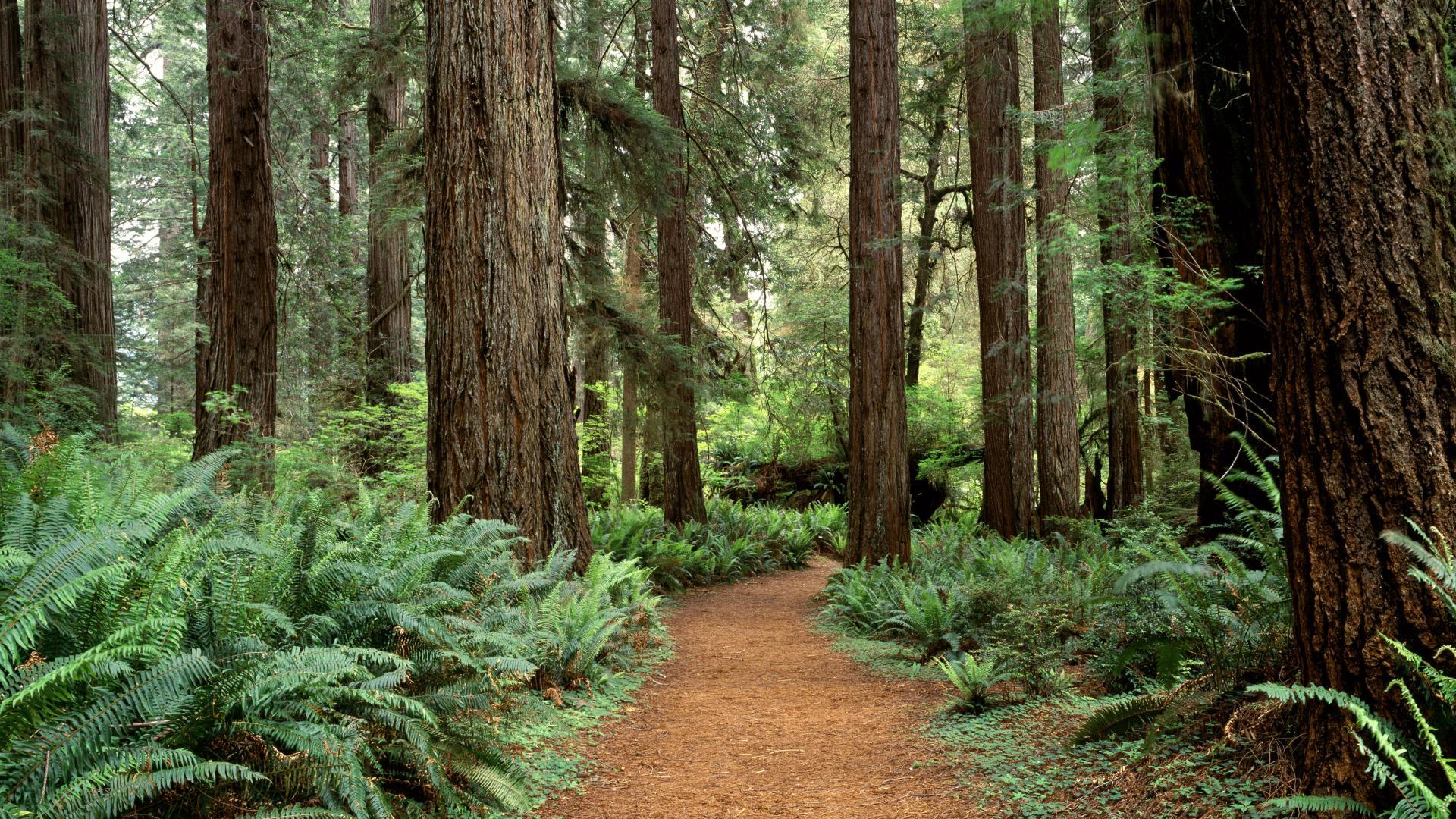 Prairie Creek Redwoods State Park, near Crescent City, Ca. Two