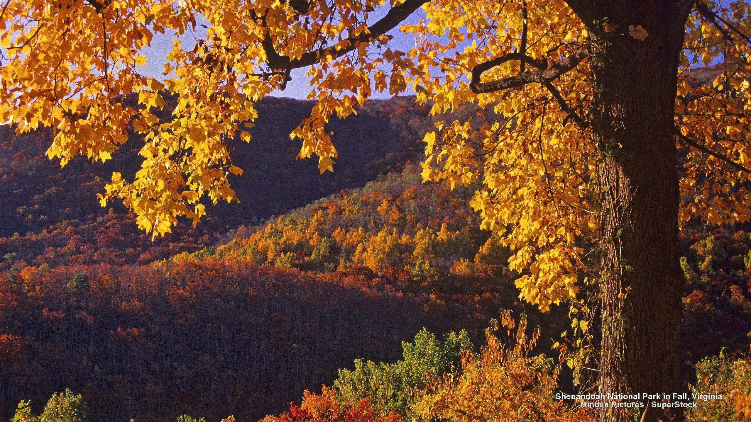 Shenandoah National Park in Virginia Full HD Wallpapers and