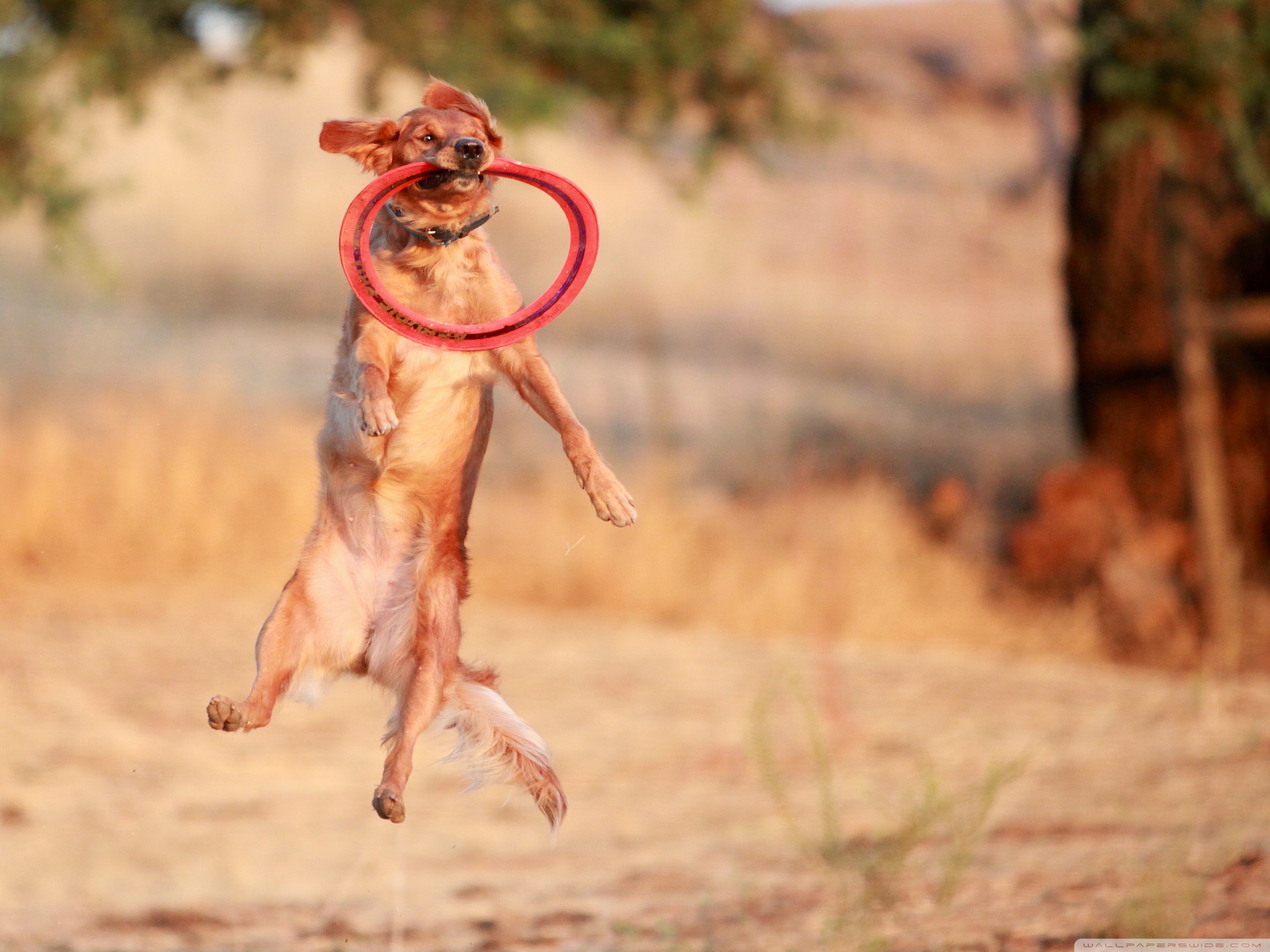 Getting Some Frisbee Air ❤ 4K HD Desktop Wallpapers for • Tablet