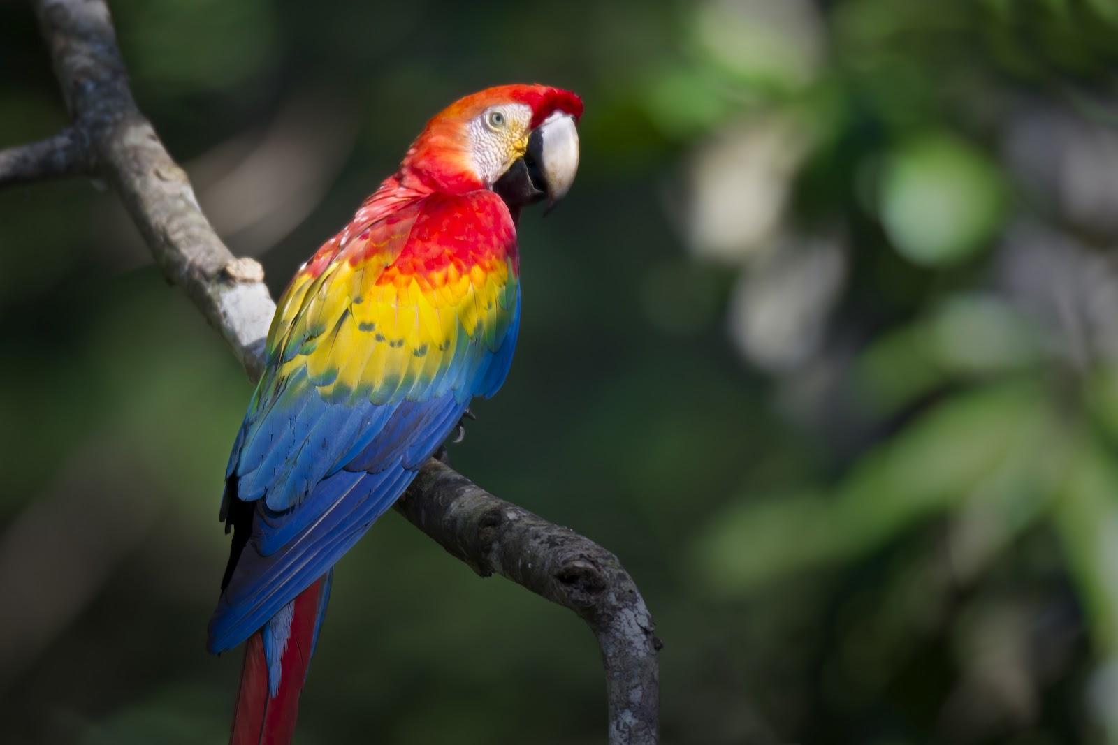 Red Macaw Wallpapers 7