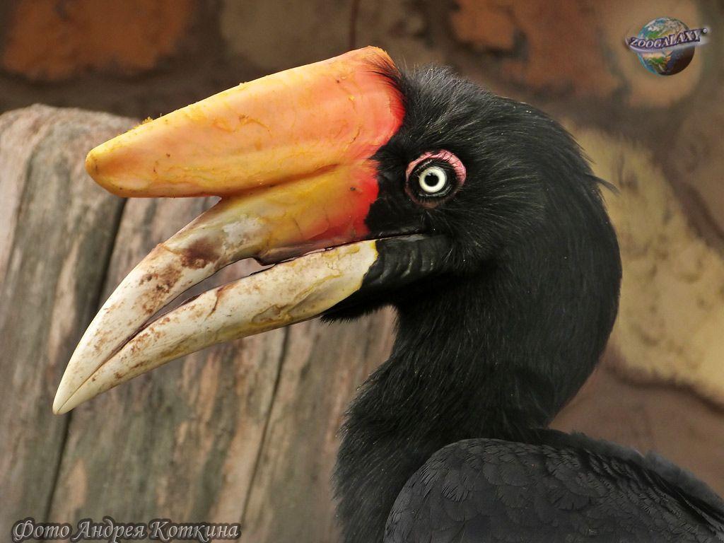 Rhinoceros hornbill Buceros rhinoceros