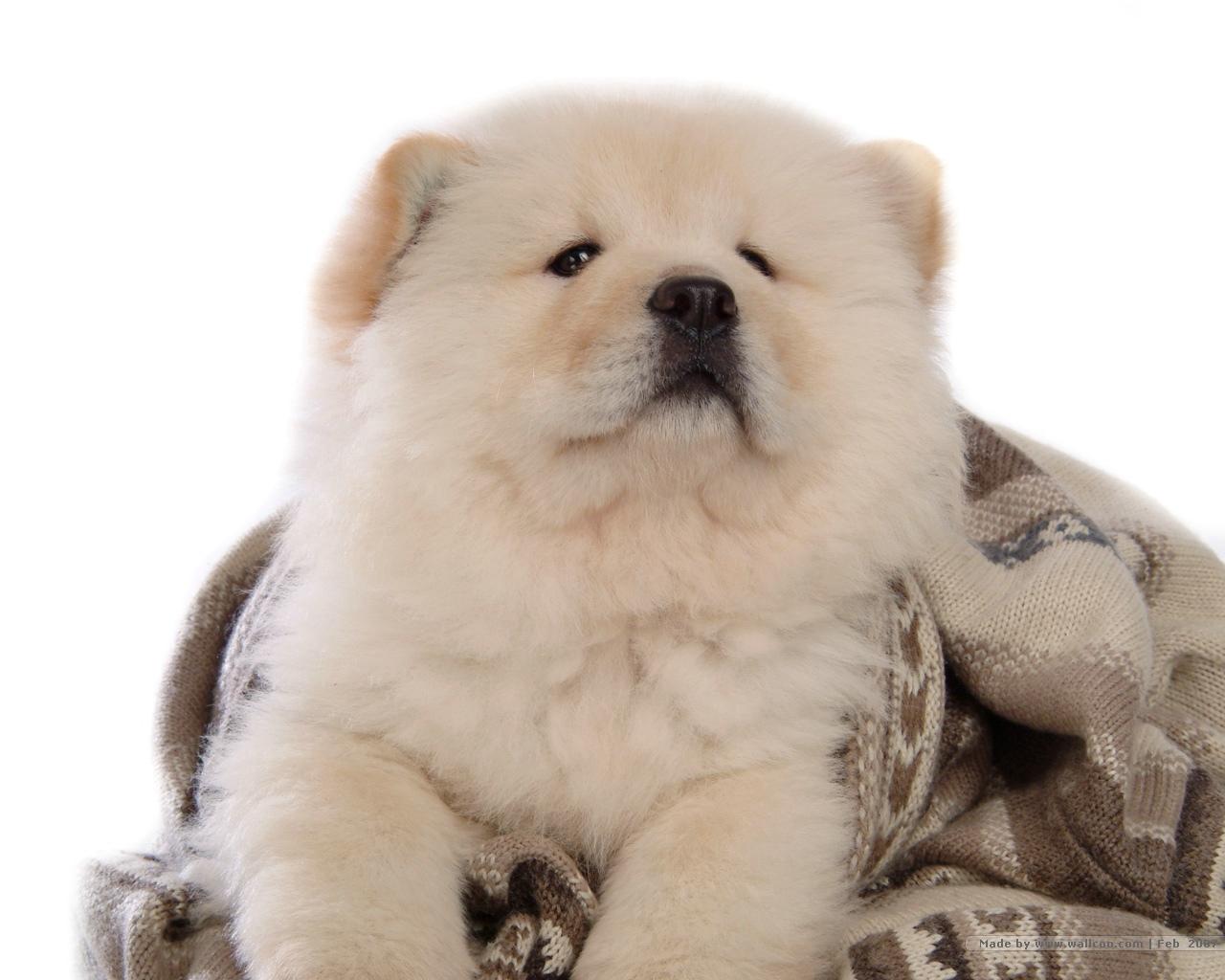 Chow Chow Wallpapers 4K