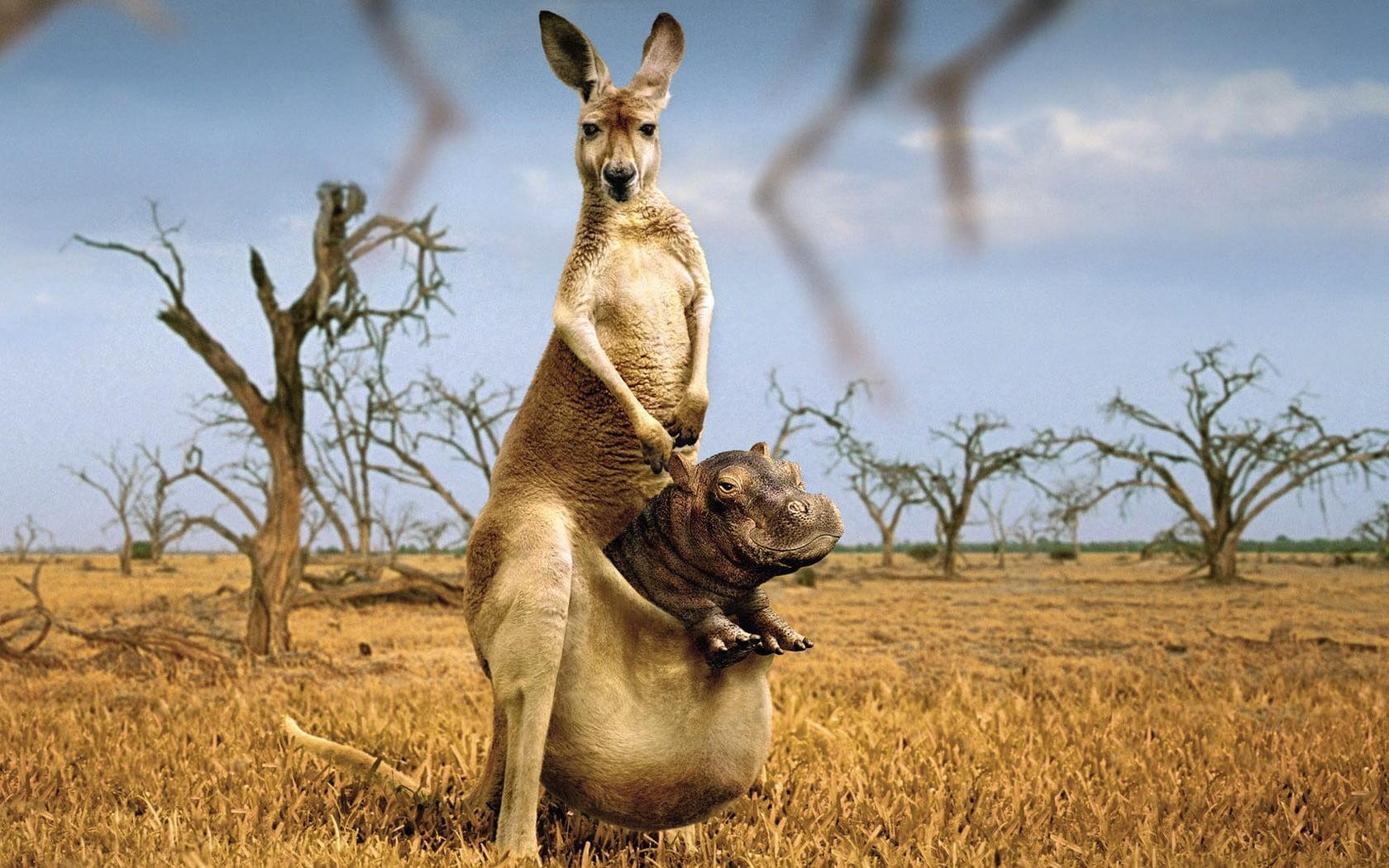 Kangaroo with Hippopotamus graphing wall paper HD wallpapers