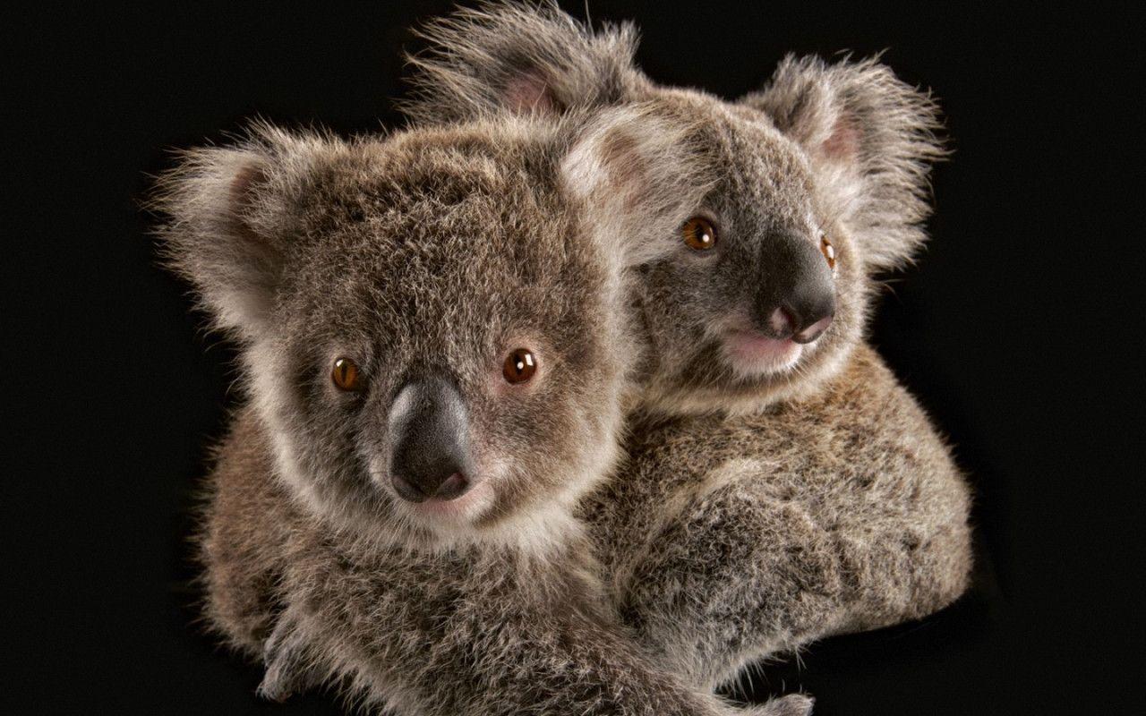 Koala