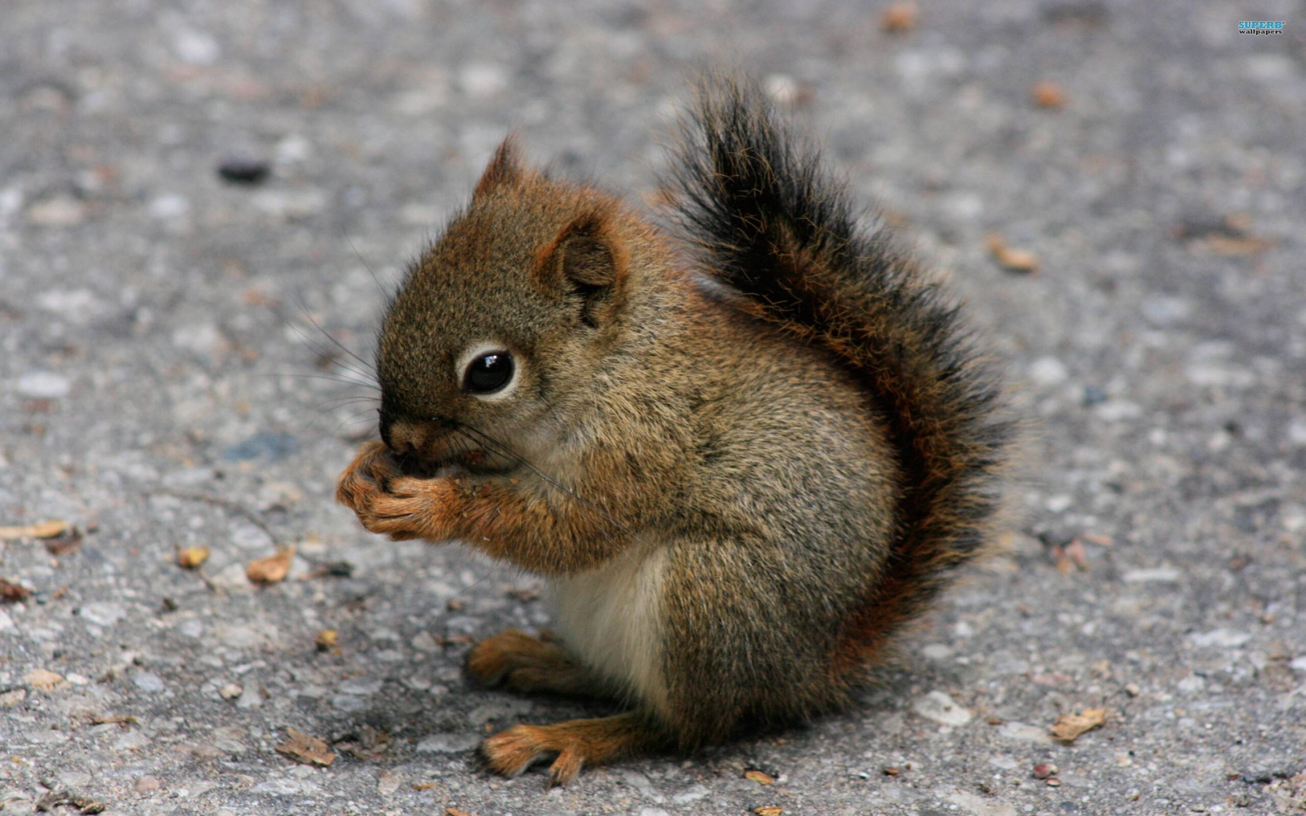 Squirrel Wallpapers 39780 in Animals