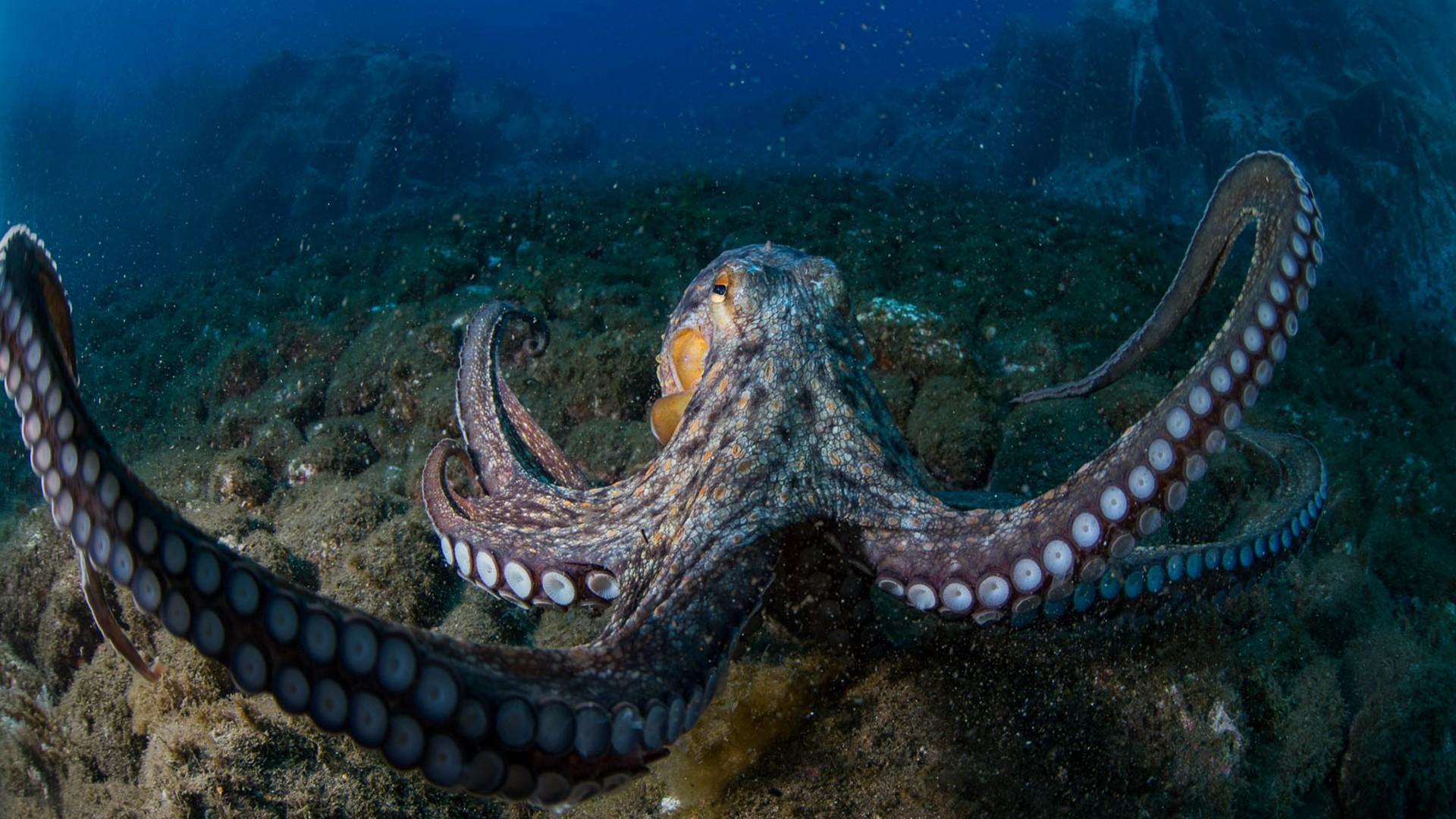 Octopus