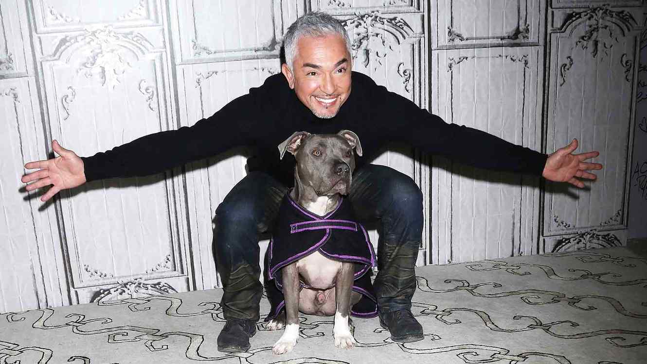 Cesar Millan, el encantador de perros, no enfrentará cargos por