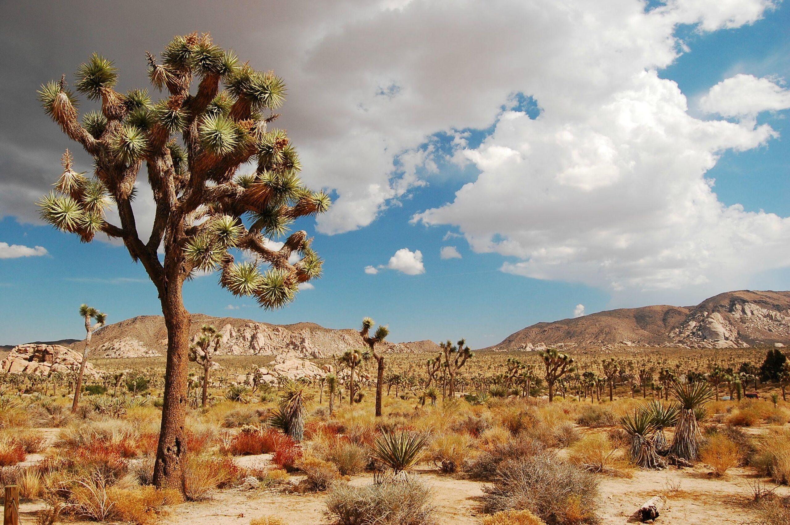 px Joshua Tree National Park