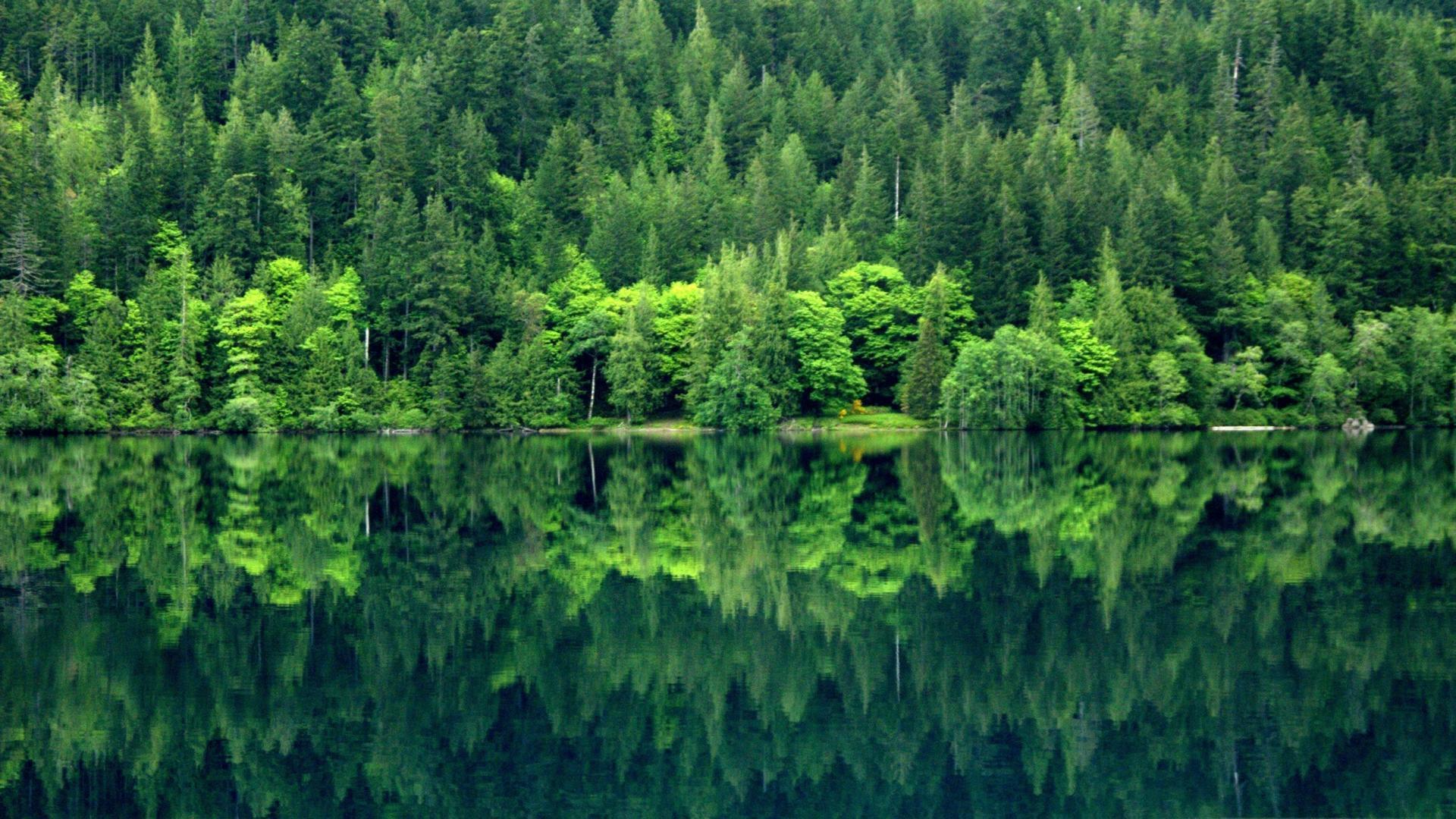 Olympic national park peninsula washington state crescent forests