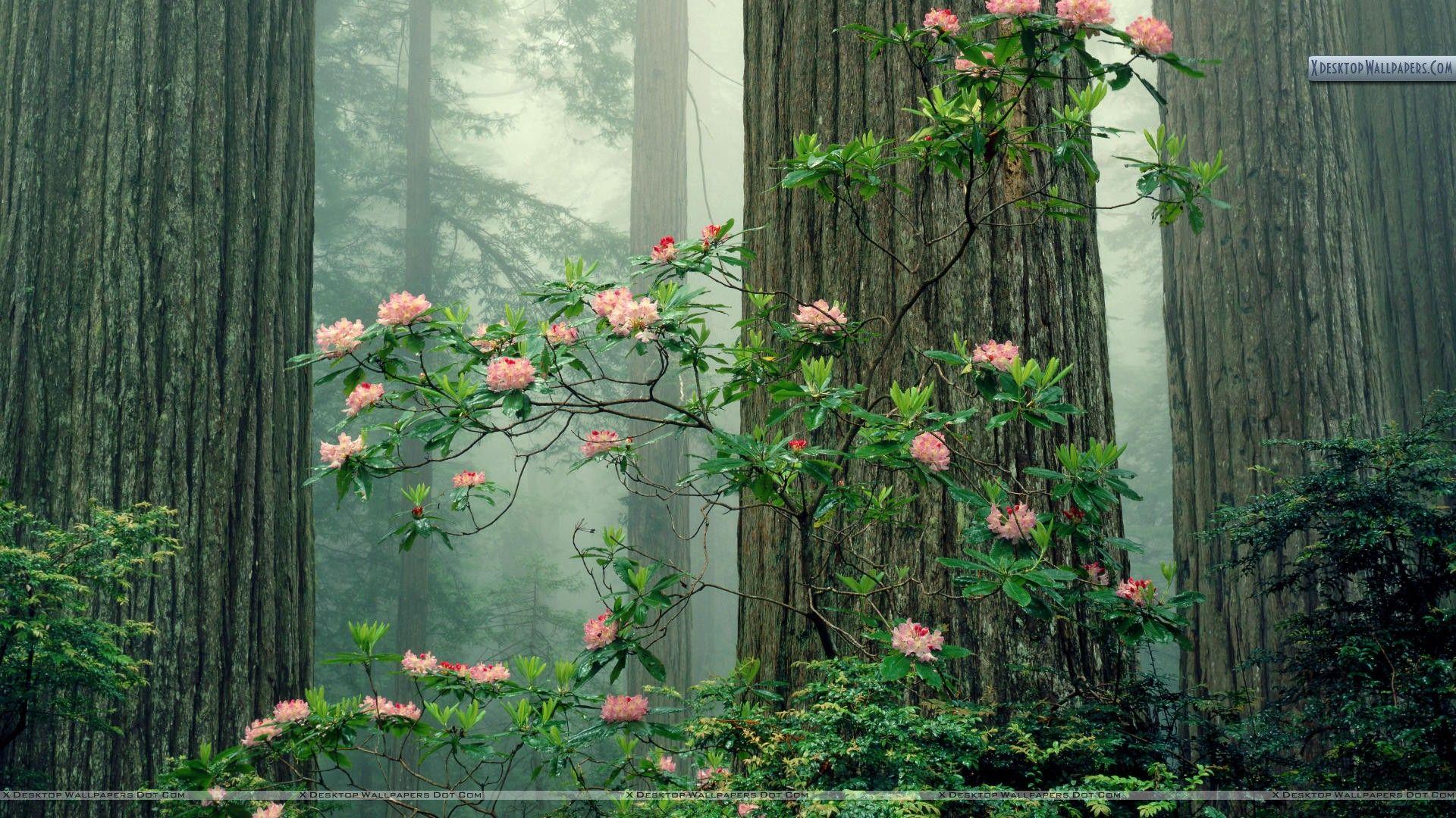 Rhododendrons in Bloom, Redwood National Park, California Wallpapers