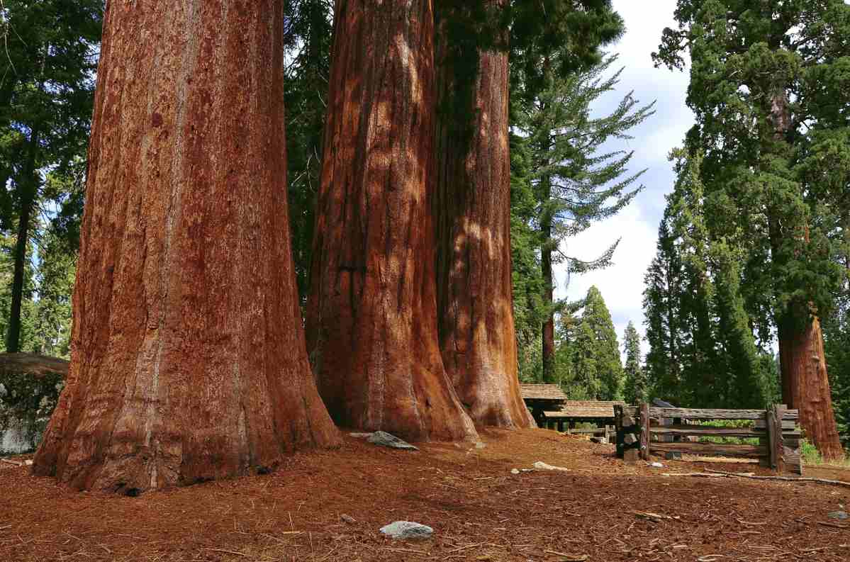 Sequoia National Park