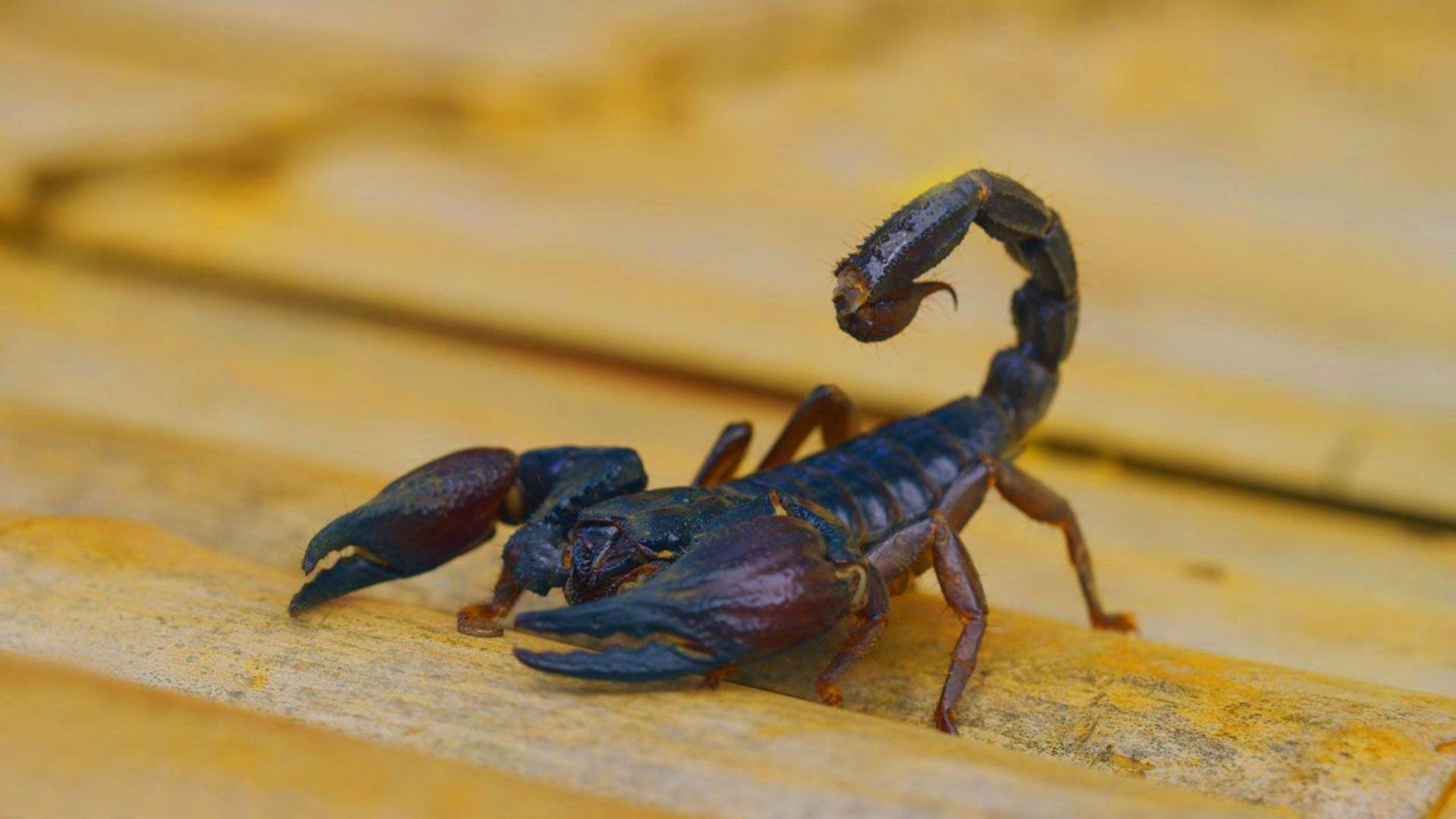 hd pics photos stunning attractive scorpion insects macro