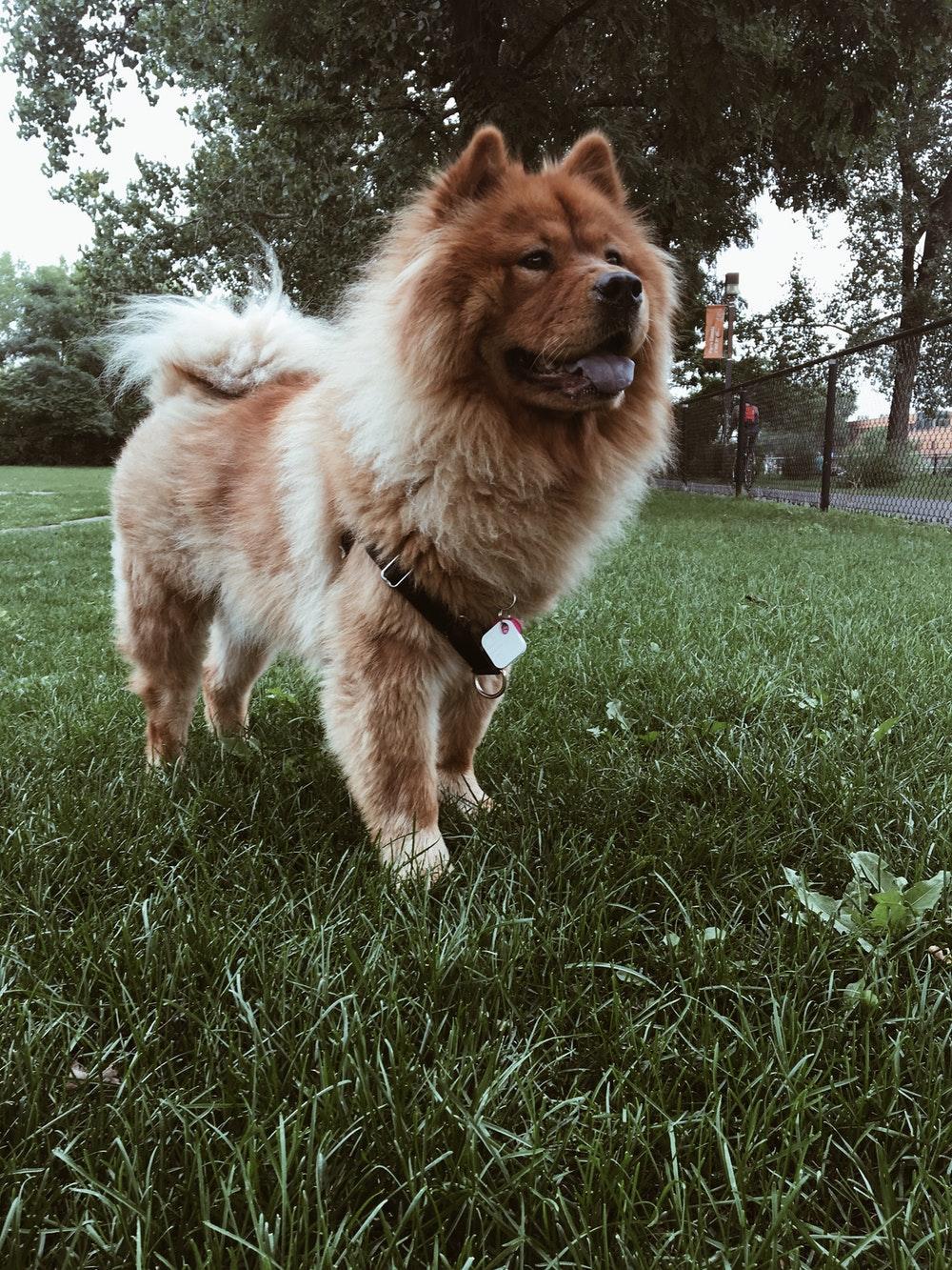 500+ Chow Chow Pictures [HD]