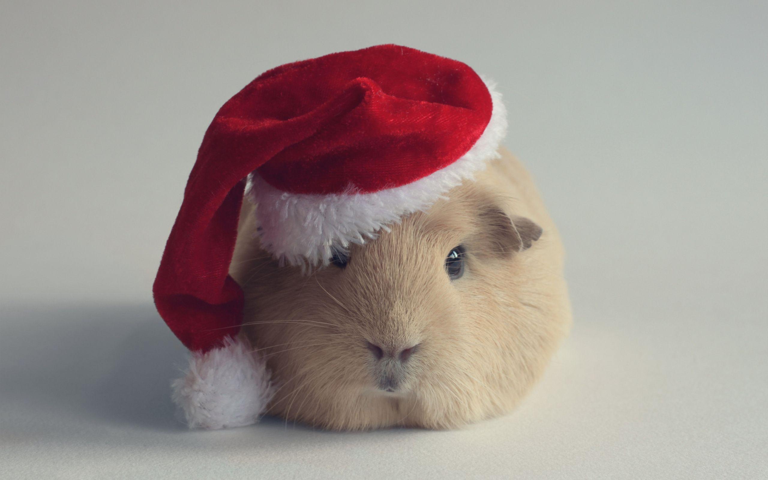 Xmas guinea pig Wallpapers