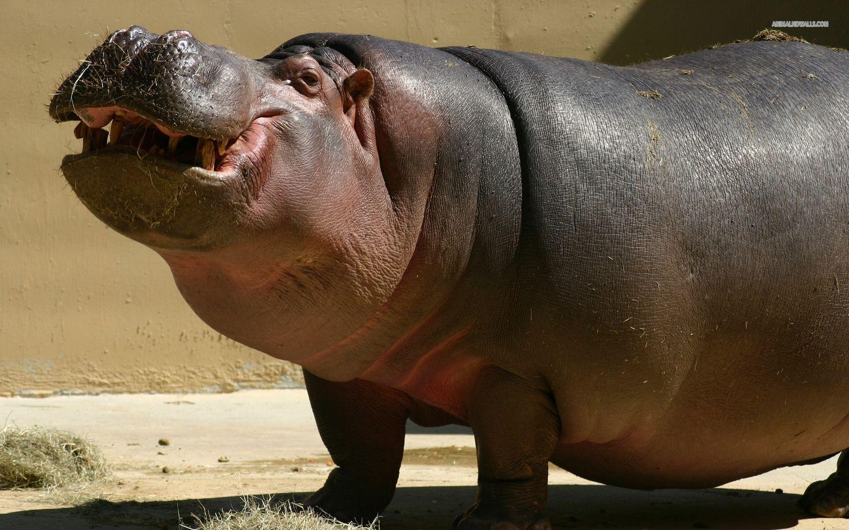 Hippopotamus HD Desktop Wallpapers