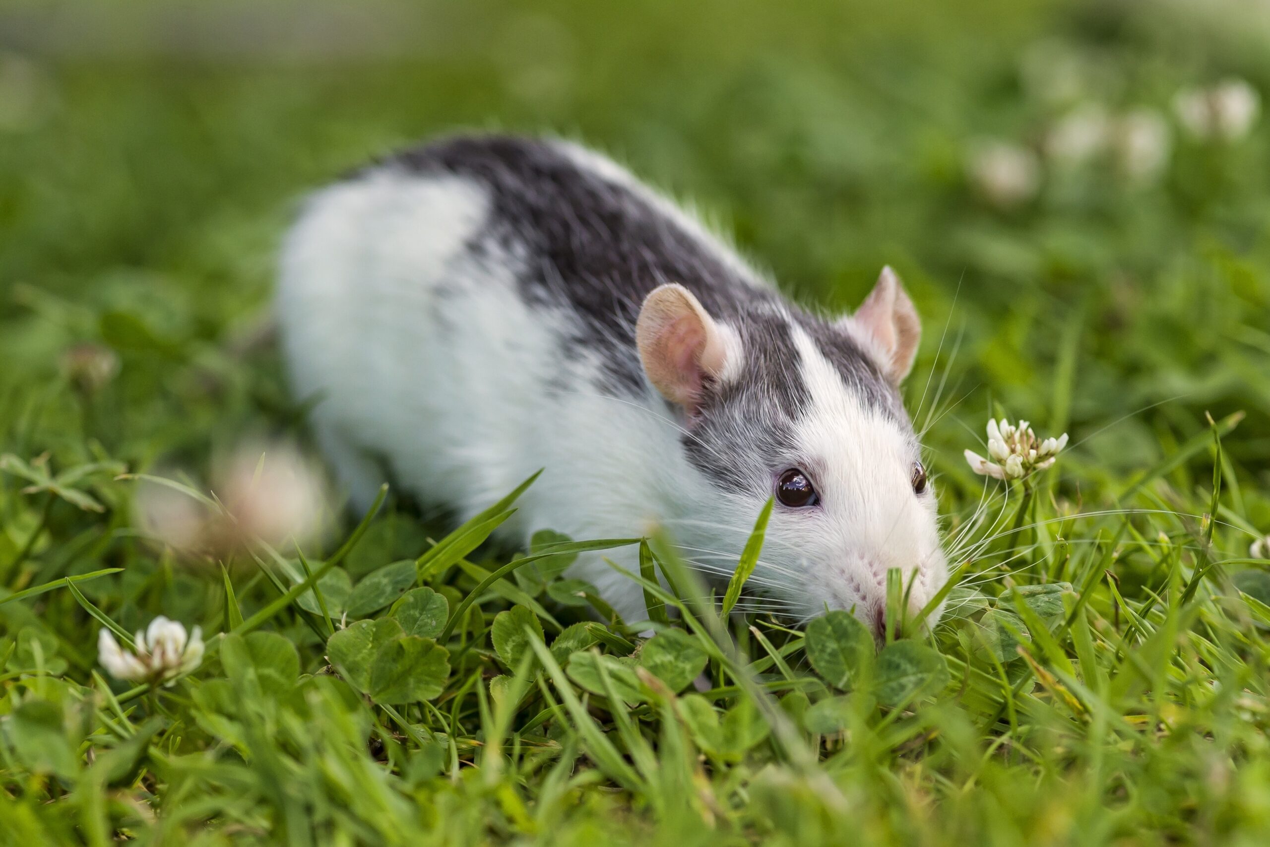 grass, amazing, desktop image, pet, 4k animal image,free, clover