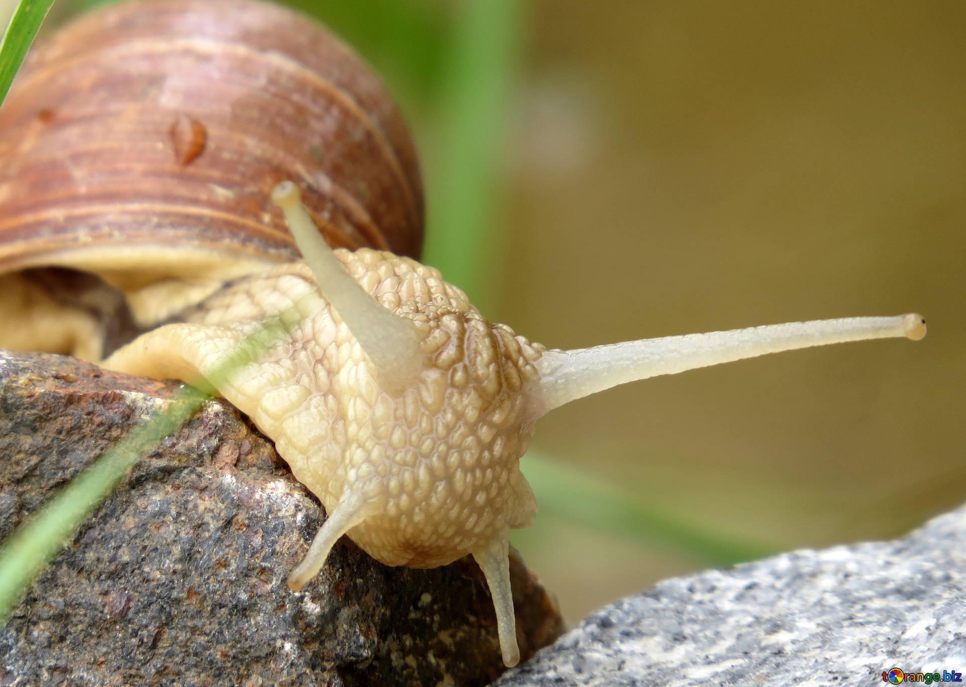 Snails garden snail macro № 27493