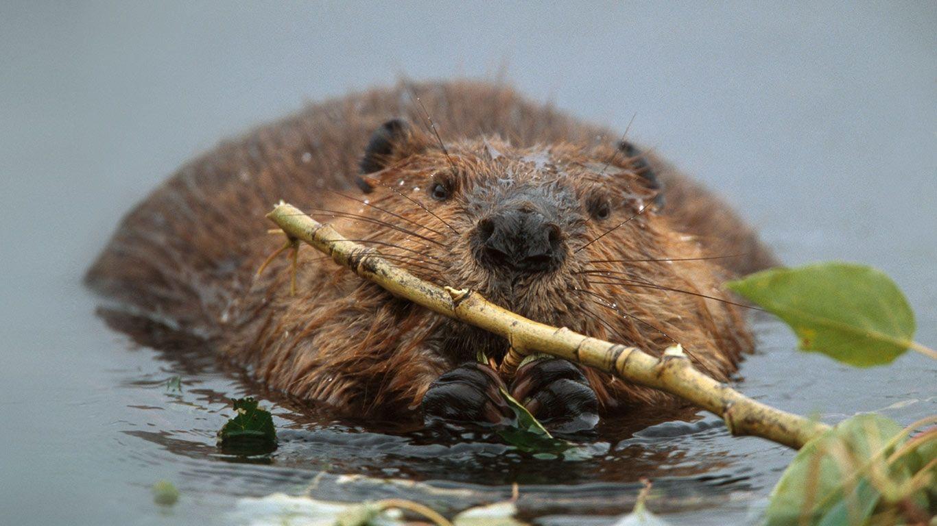 Bing Image Archive: North American beaver in Denali National Park