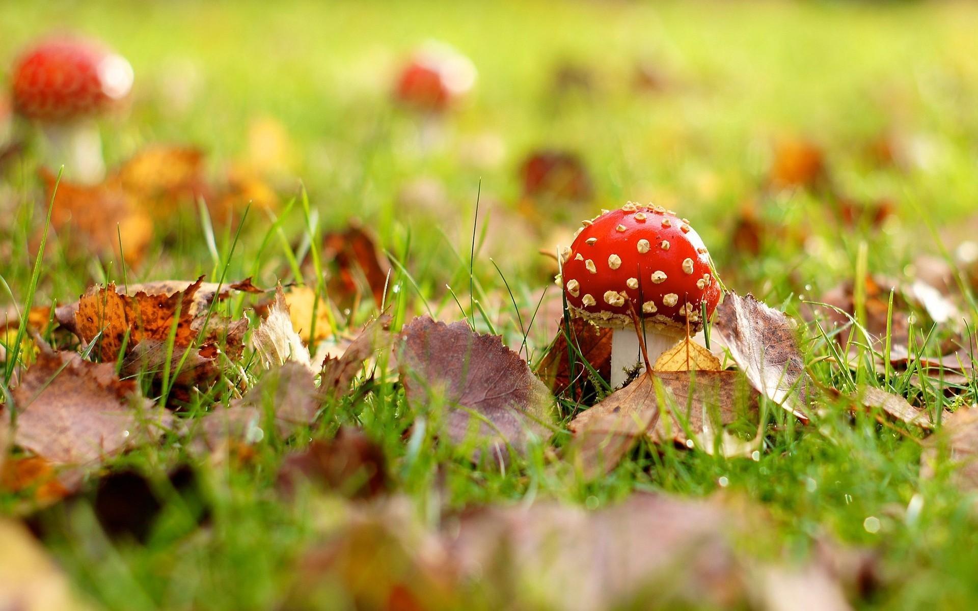 Fallen leaves mushrooms nature wallpapers